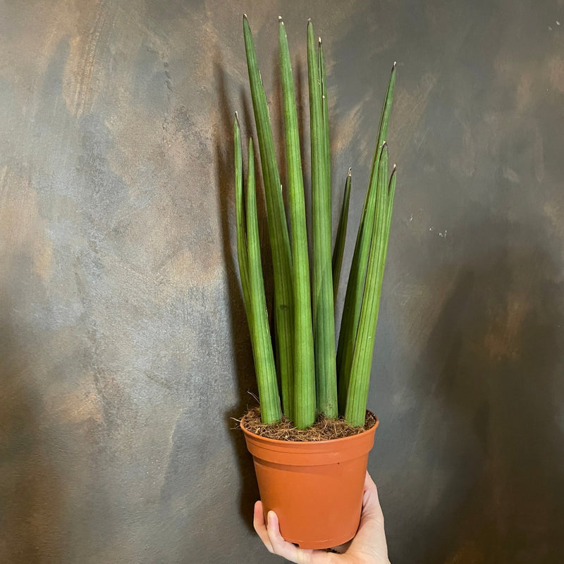 Sansevieria cylindrica (14cm pot) - grow urban. UK