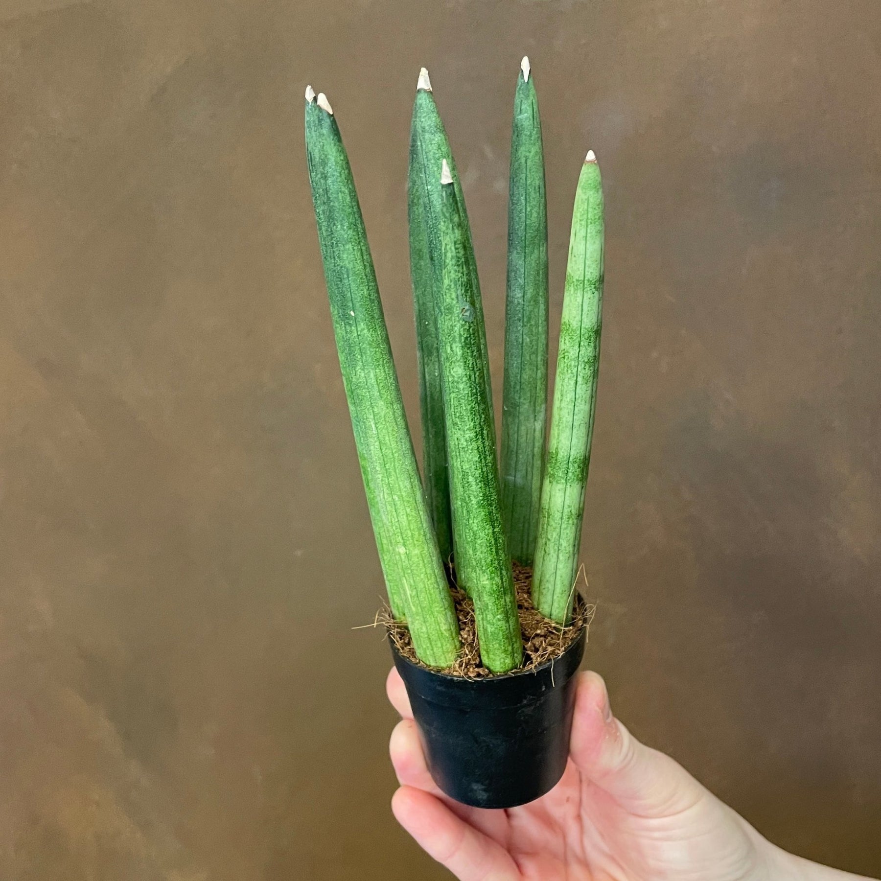 Sansevieria Cylindrica (6cm Pot) 