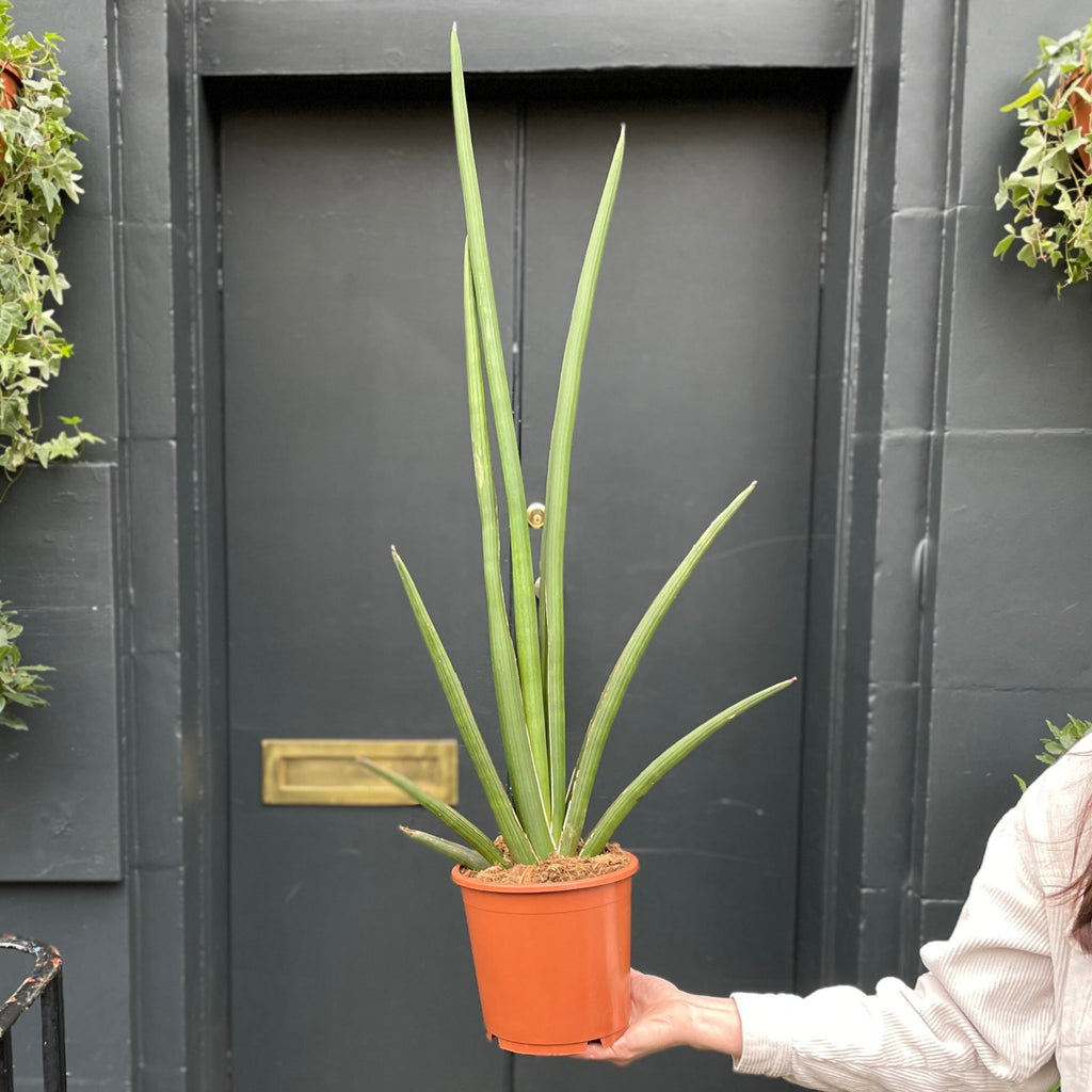 Sansevieria cylindrica 'Handshake'