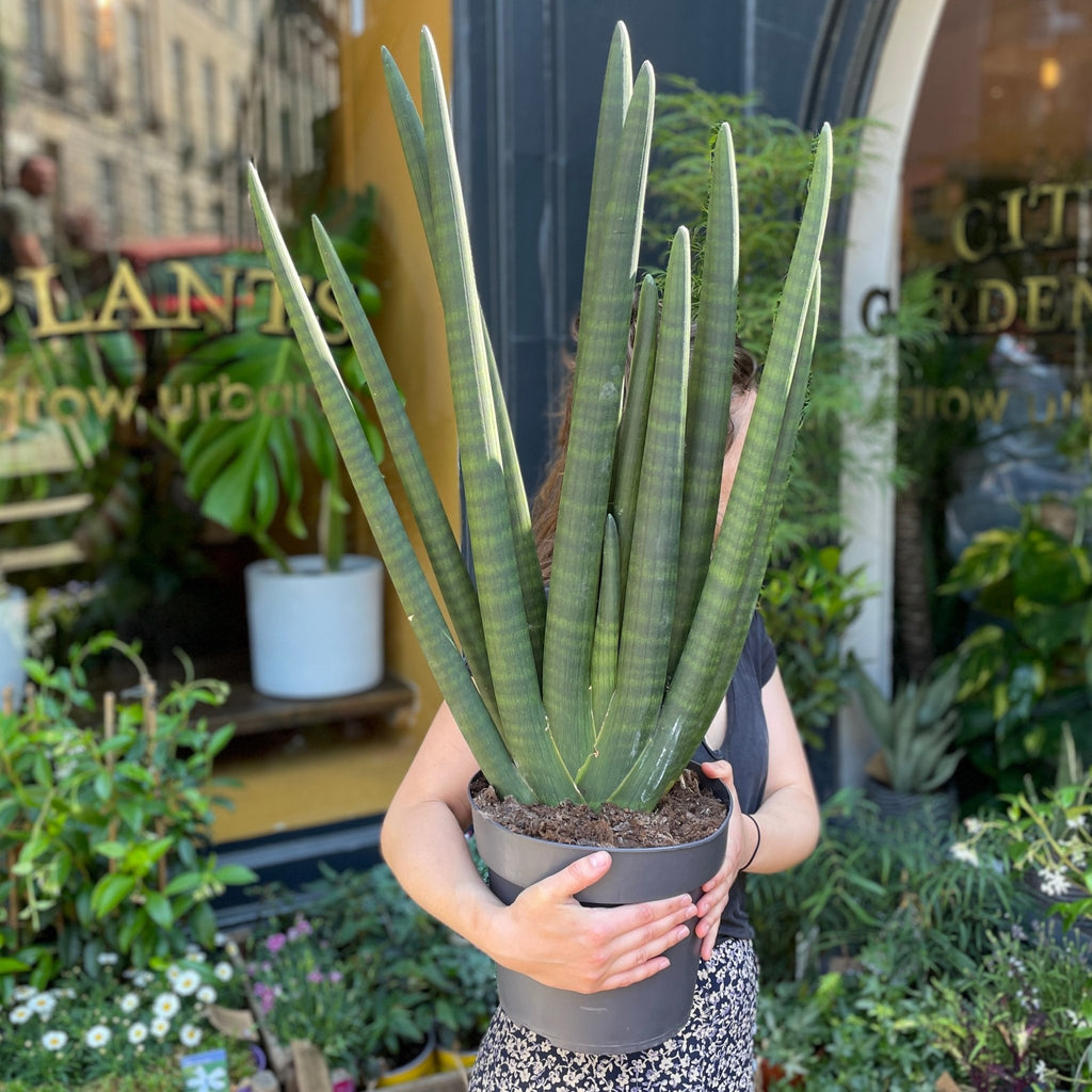 Sansevieria cylindrica 'Mohawk'