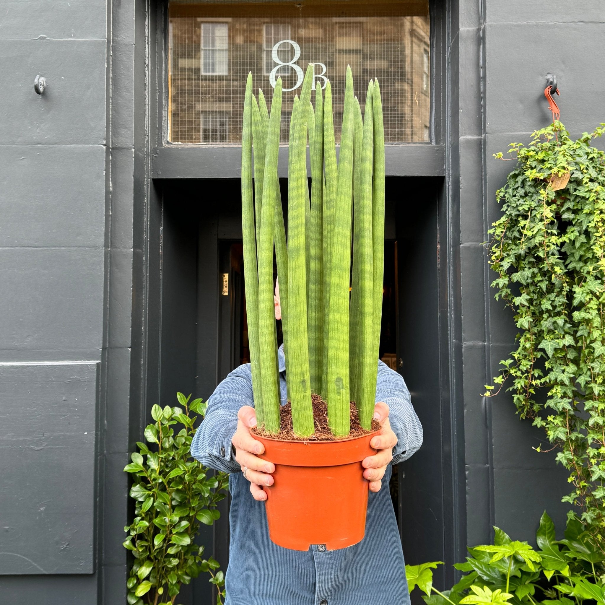 Sansevieria cylindrica 'Straight' XL - grow urban. UK
