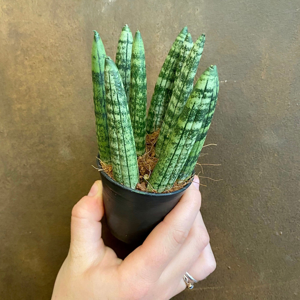 fat snake plant Sansevieria 'Fat Boy' (6cm pot)