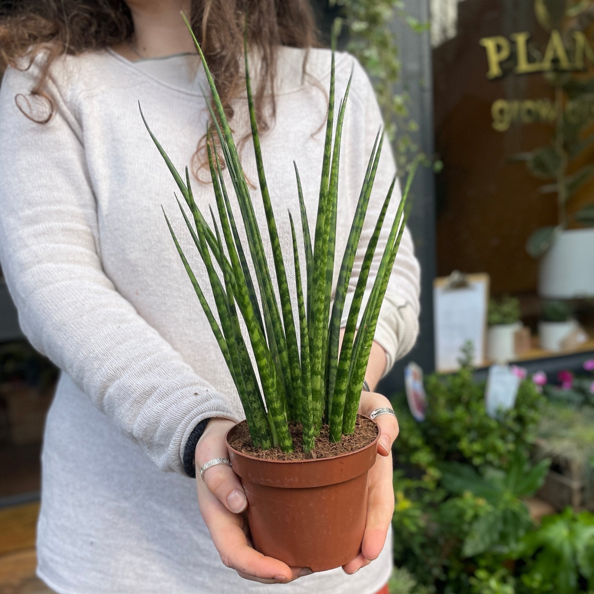 Sansevieria ‘Fernwood’ (12cm pot) - grow urban. UK
