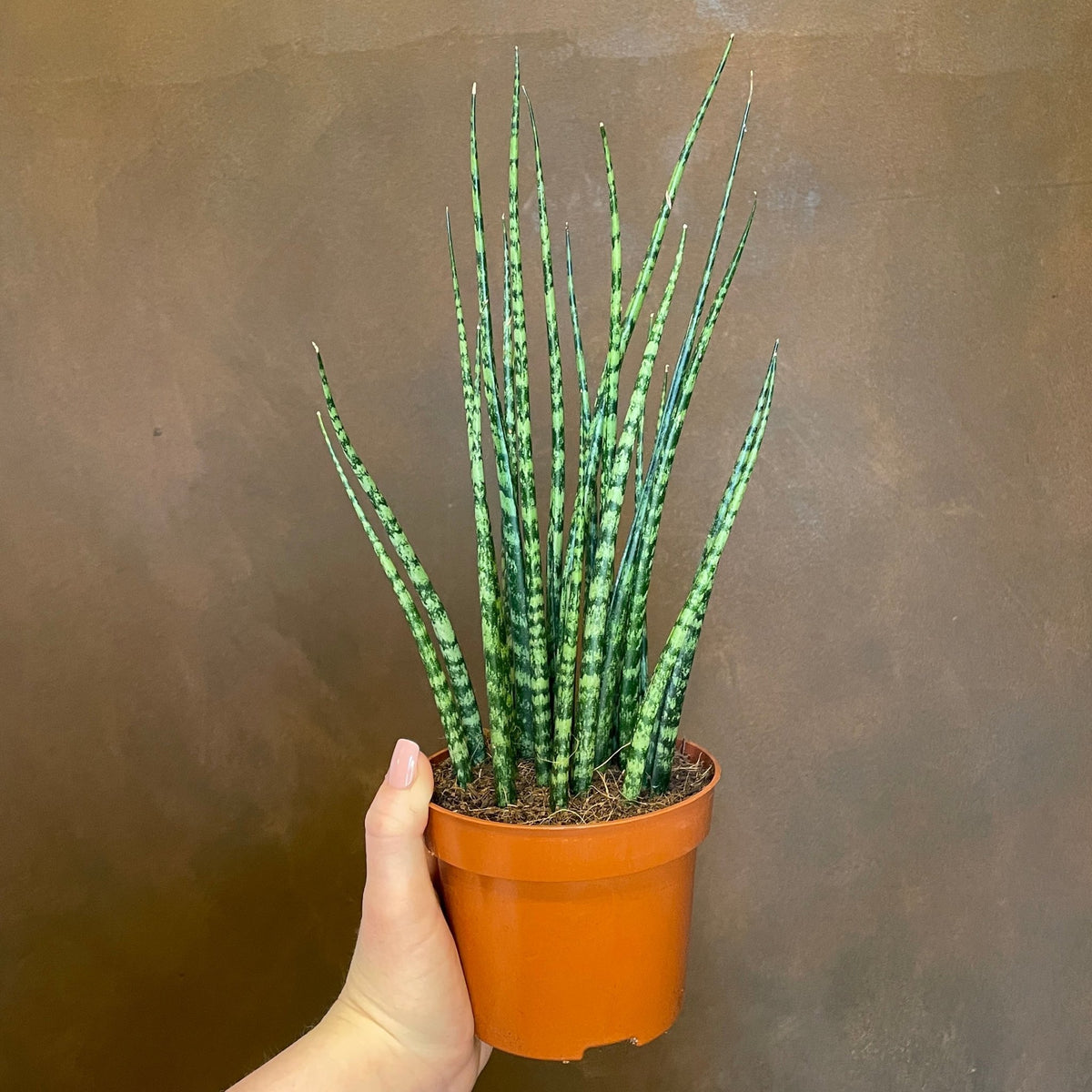 sansevieria fernwood height Sansevieria Fernwood | Snake Plant Fernwood 12cm