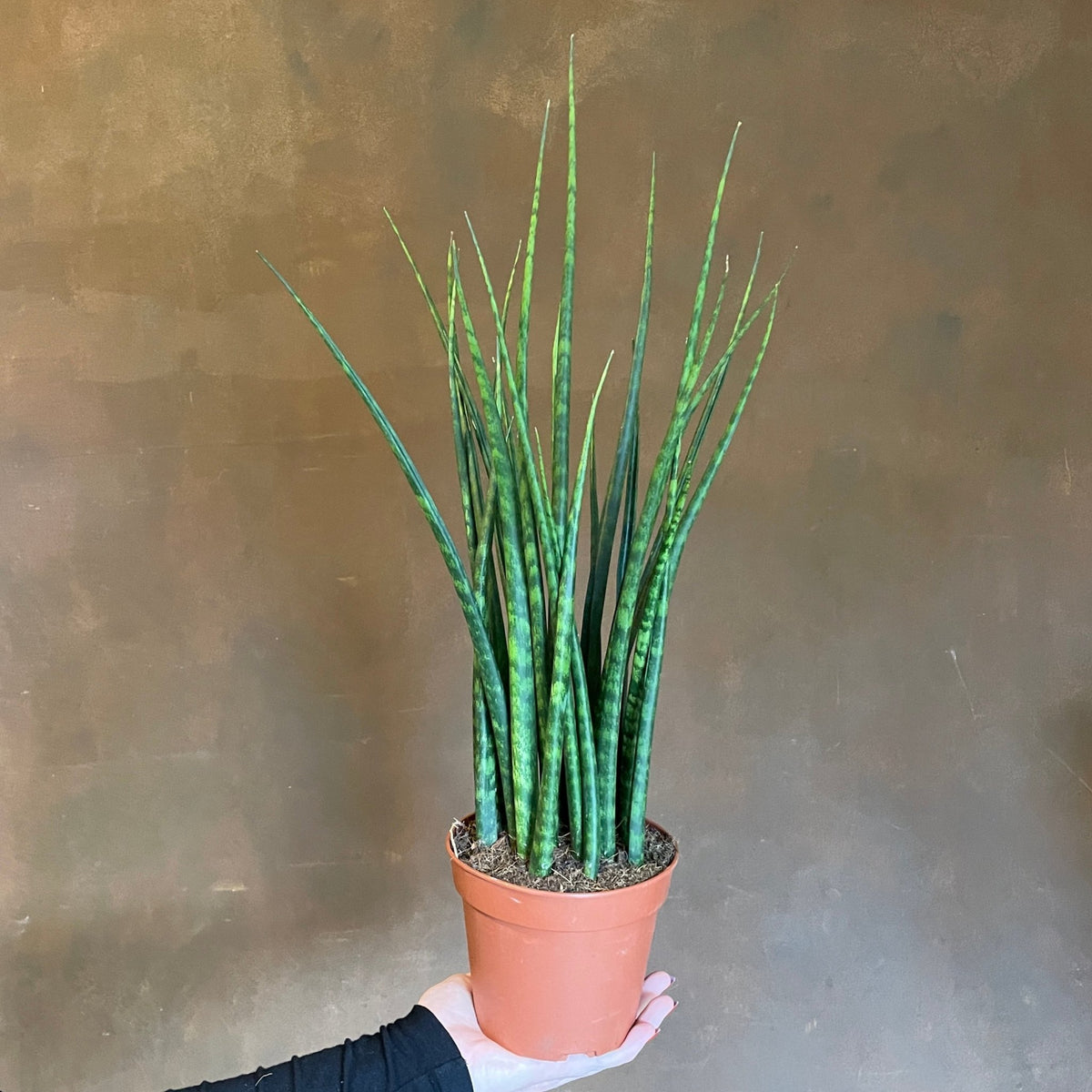 sansevieria fernwood height Sansevieria 'Fernwood' | Cylindrical Snake Plant