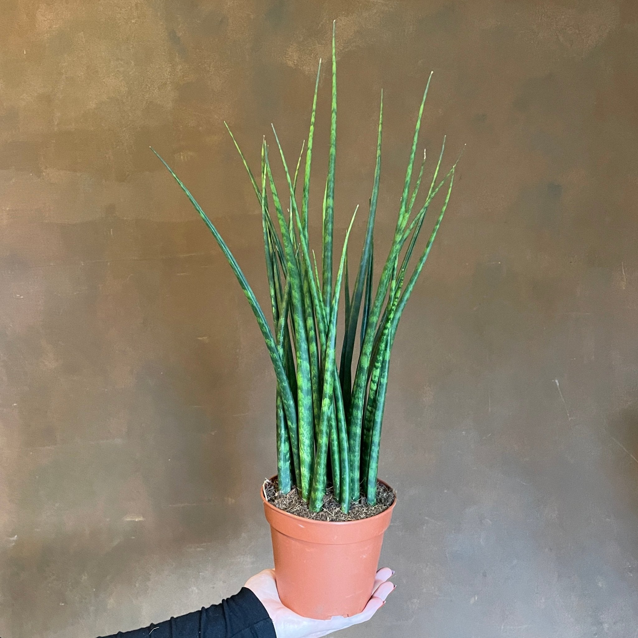 Sansevieria ‘Fernwood’ (14cm Pot) - grow urban. UK