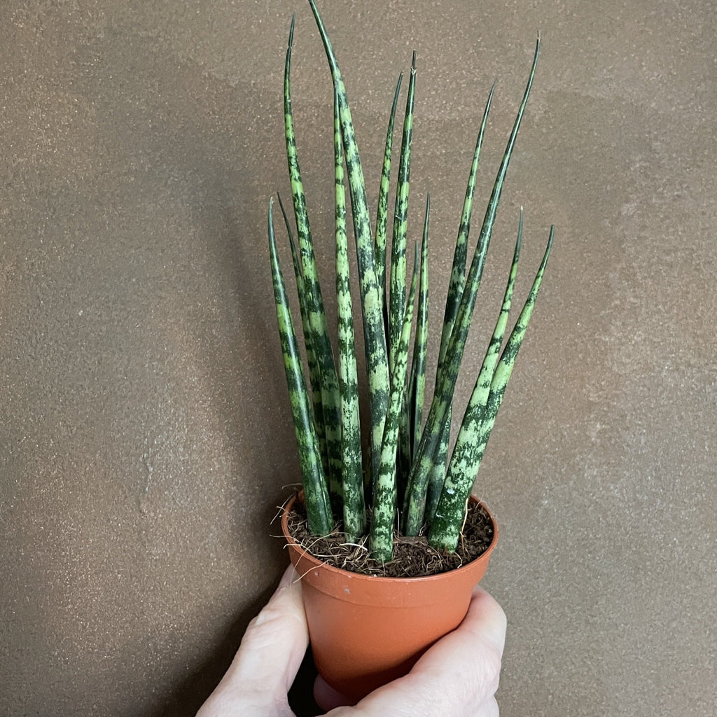 sansevieria bacularis vs fernwood Sansevieria 'Fernwood'