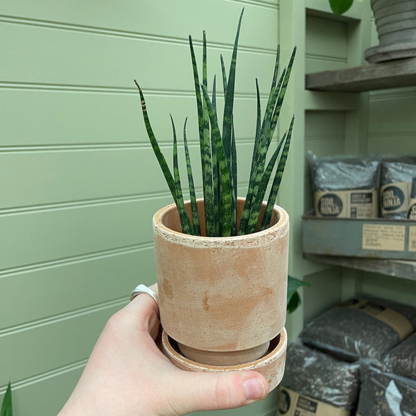 Sansevieria ‘Fernwood’ (6cm pot) - grow urban. UK