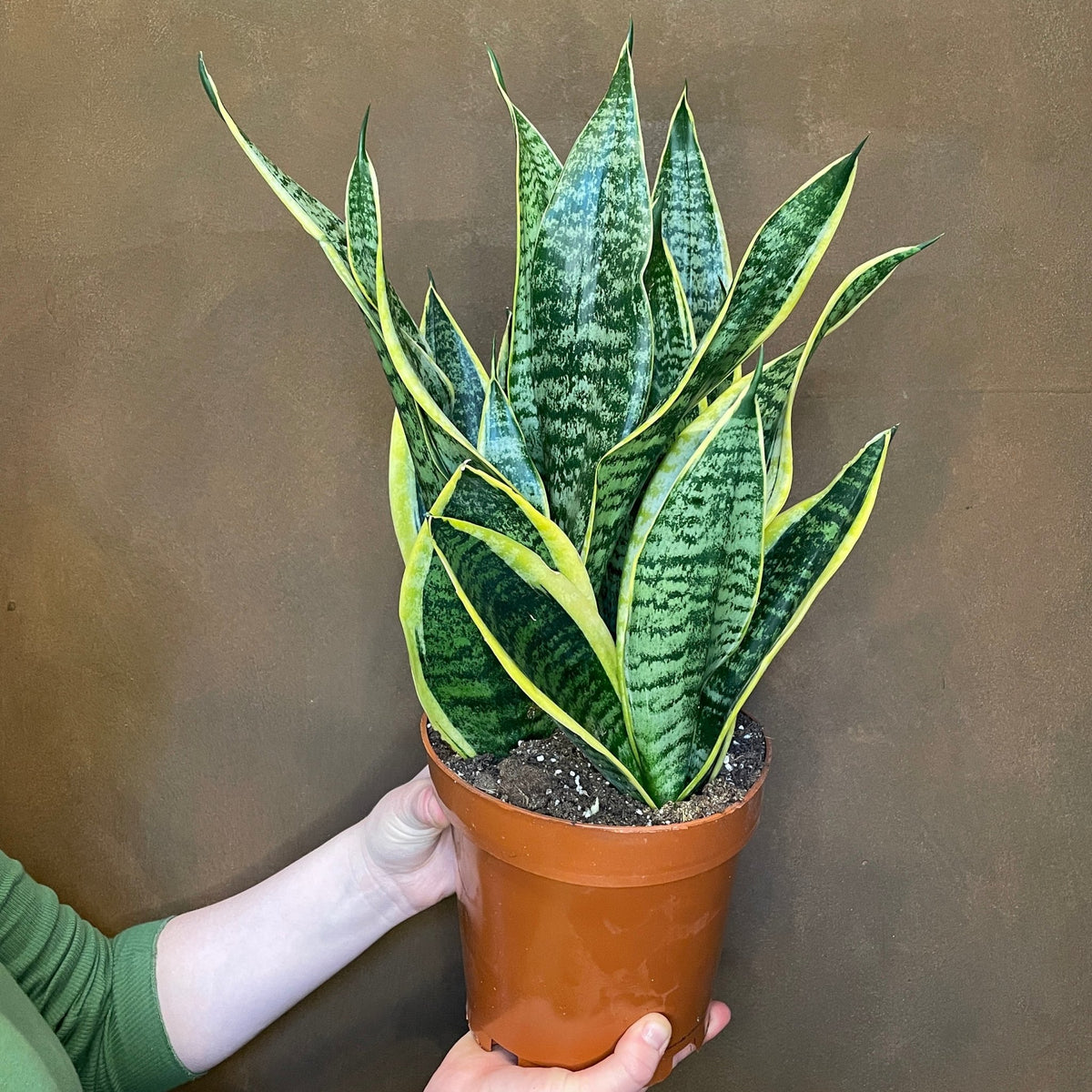 futura superba sansevieria Sansevieria 'Futura Superba' (19cm pot)
