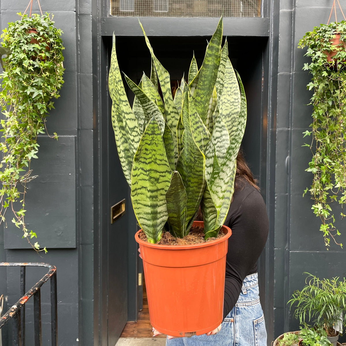 golden edge snake plant Sansevieria 'Golden Edge' XL