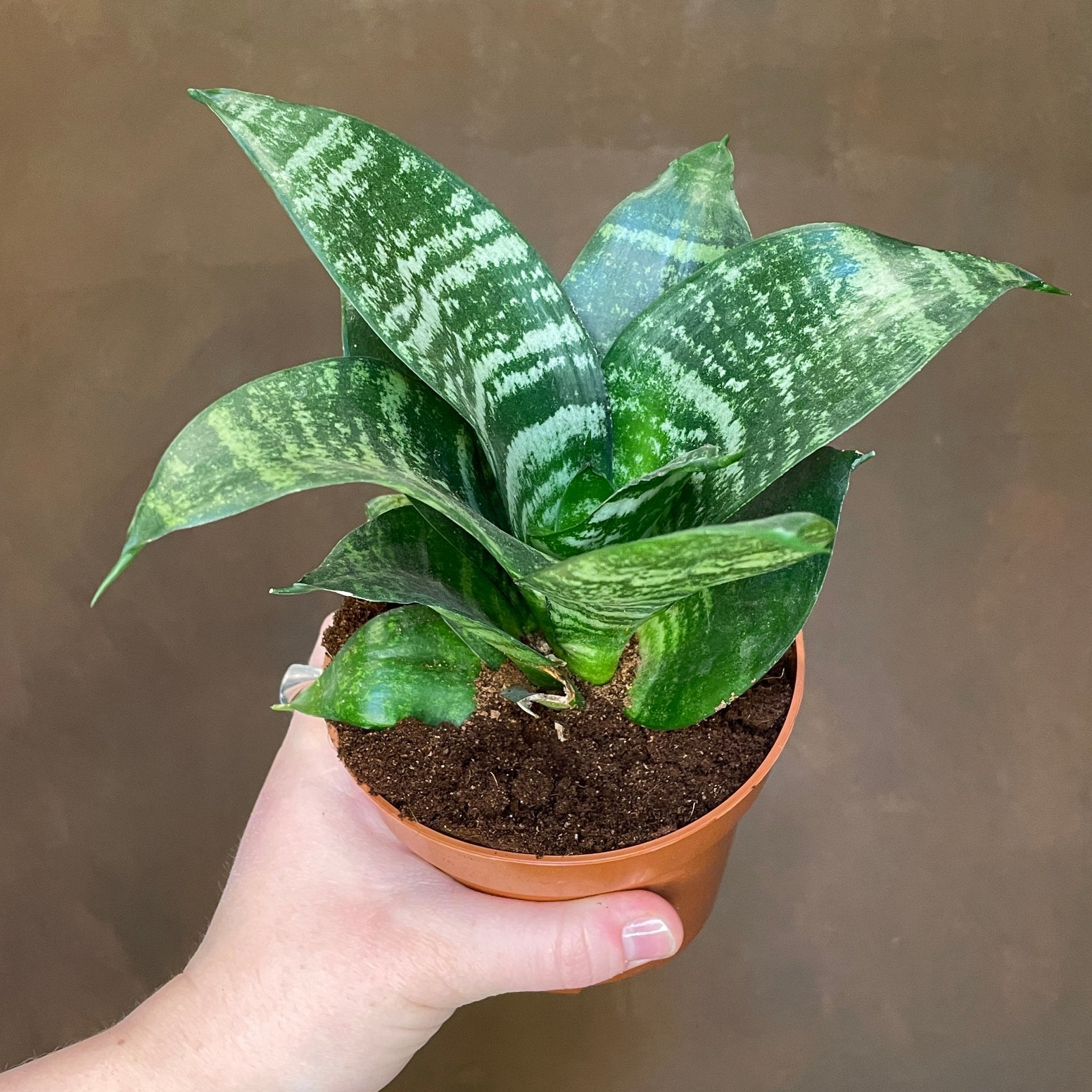 Sansevieria ‘Hahnii’ (12cm pot) - grow urban. UK