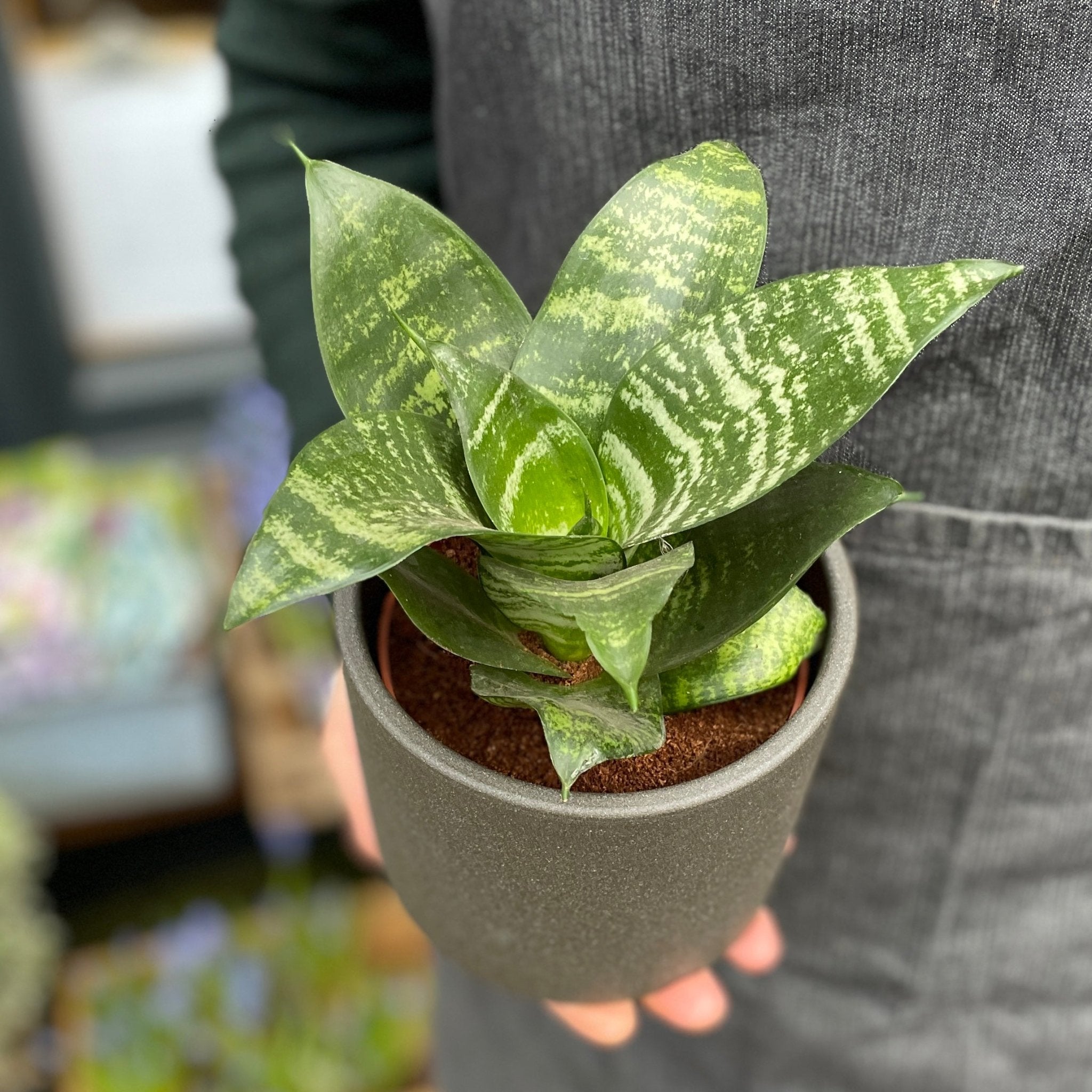 Sansevieria ‘Hahnii’ (12cm pot) - grow urban. UK