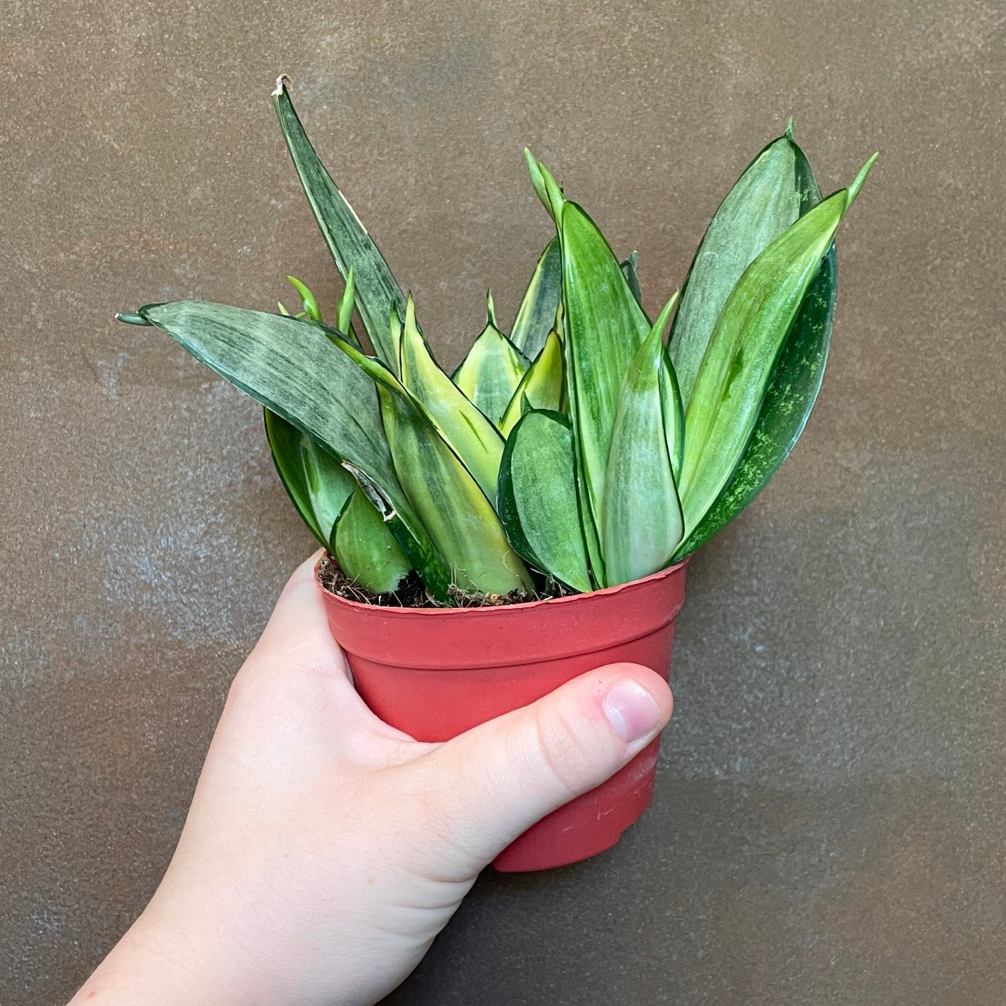 Sansevieria 'Hahnii' (Lucky Dip Variety) - grow urban. UK