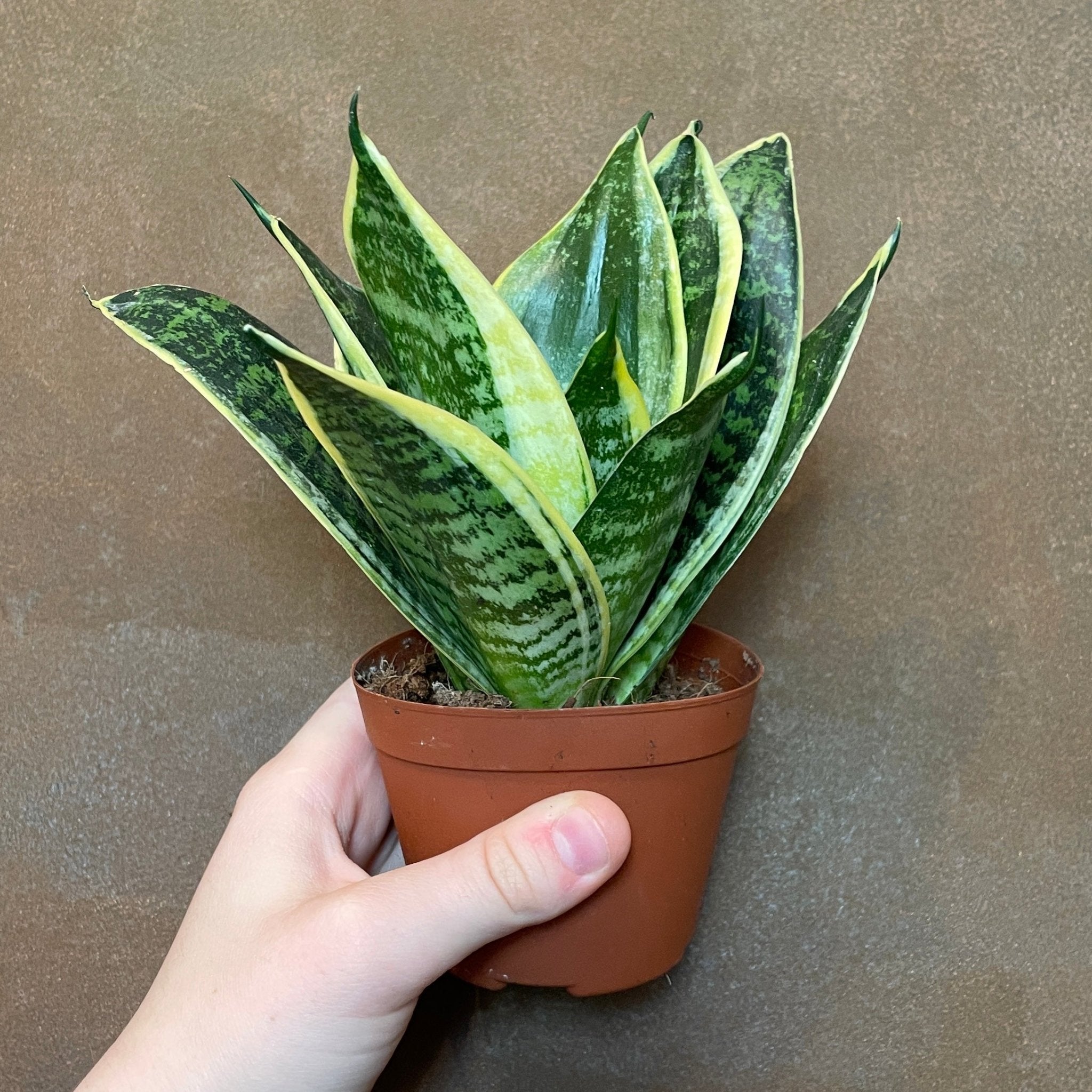 Sansevieria 'Hahnii' (Lucky Dip Variety) - grow urban. UK