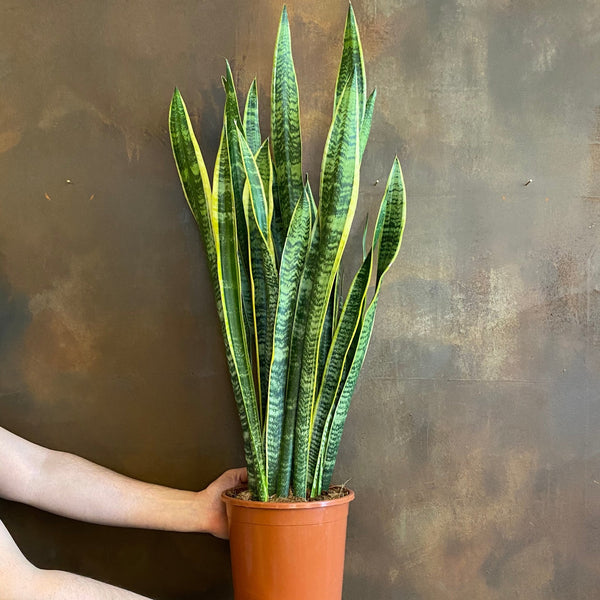 Sansevieria Laurentii XL - Langue De Belle-Mère - Plante Intérieur Facile D'Entretien 55-65 Cm