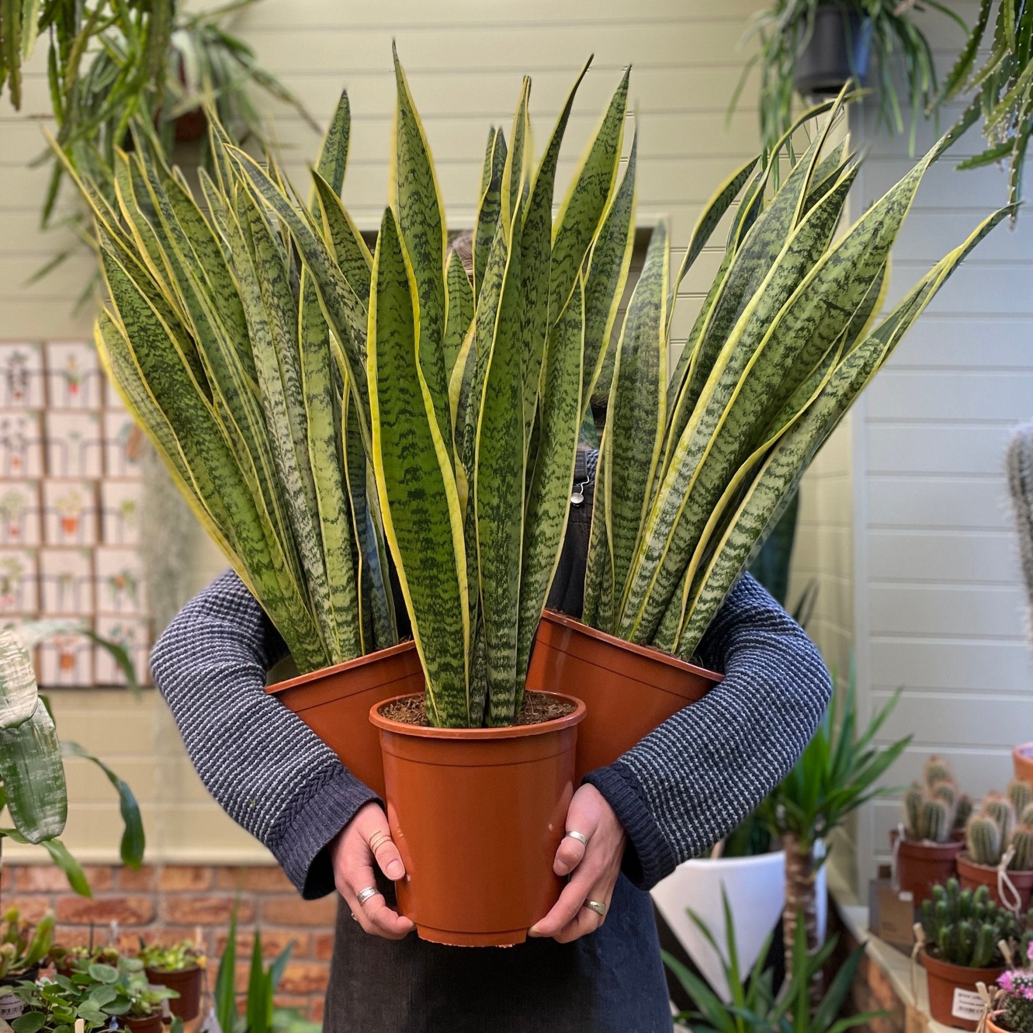 Sansevieria ‘Laurentii’ (21cm pot) - grow urban. UK