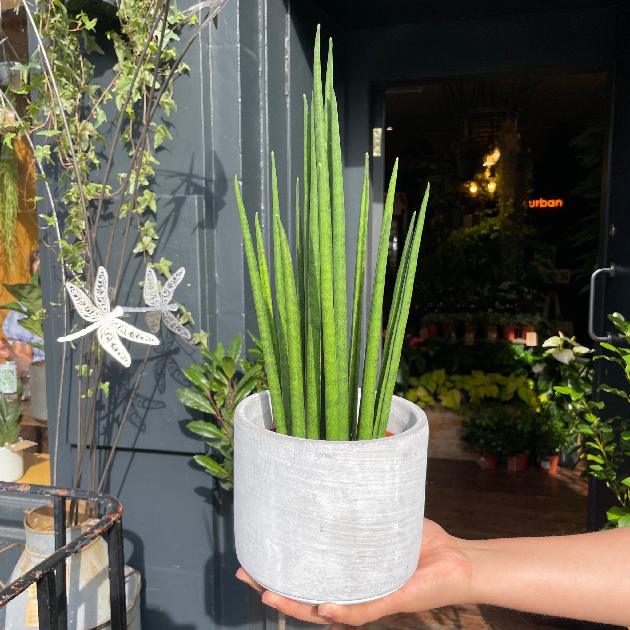Sansevieria ‘Mikado’ (12cm pot) - grow urban. UK
