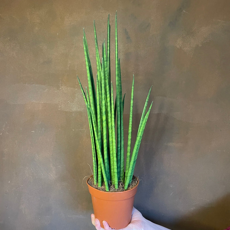 Sansevieria ‘Mikado’ (14cm pot) - grow urban. UK