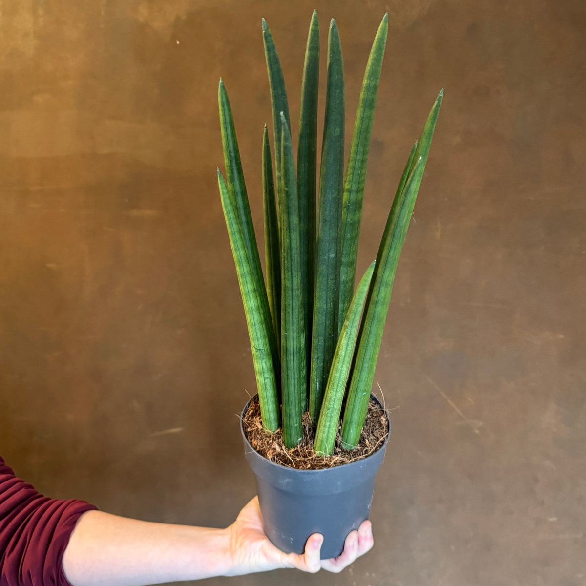 Sansevieria ‘Rocket’ (14cm pot) | grow urban. Edinburgh