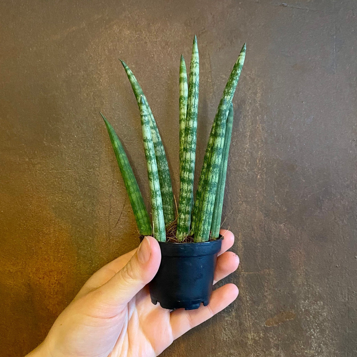 sansevieria ravana Sansevieria 'Rocket' (6cm pot)