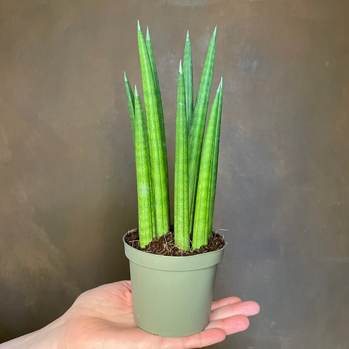 Sansevieria ‘Rocket’ (9cm pot) | grow urban. Edinburgh