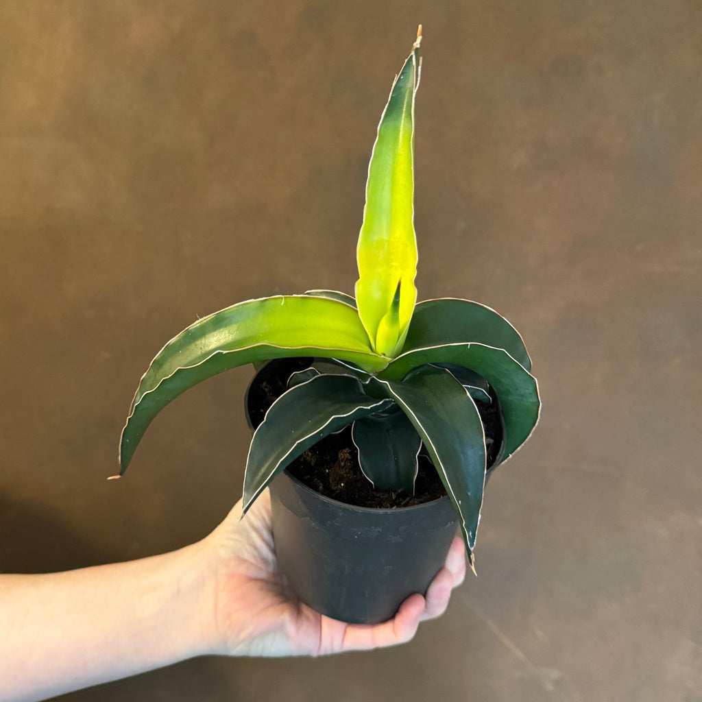 Sansevieria 'Star Canary' (12cm pot)