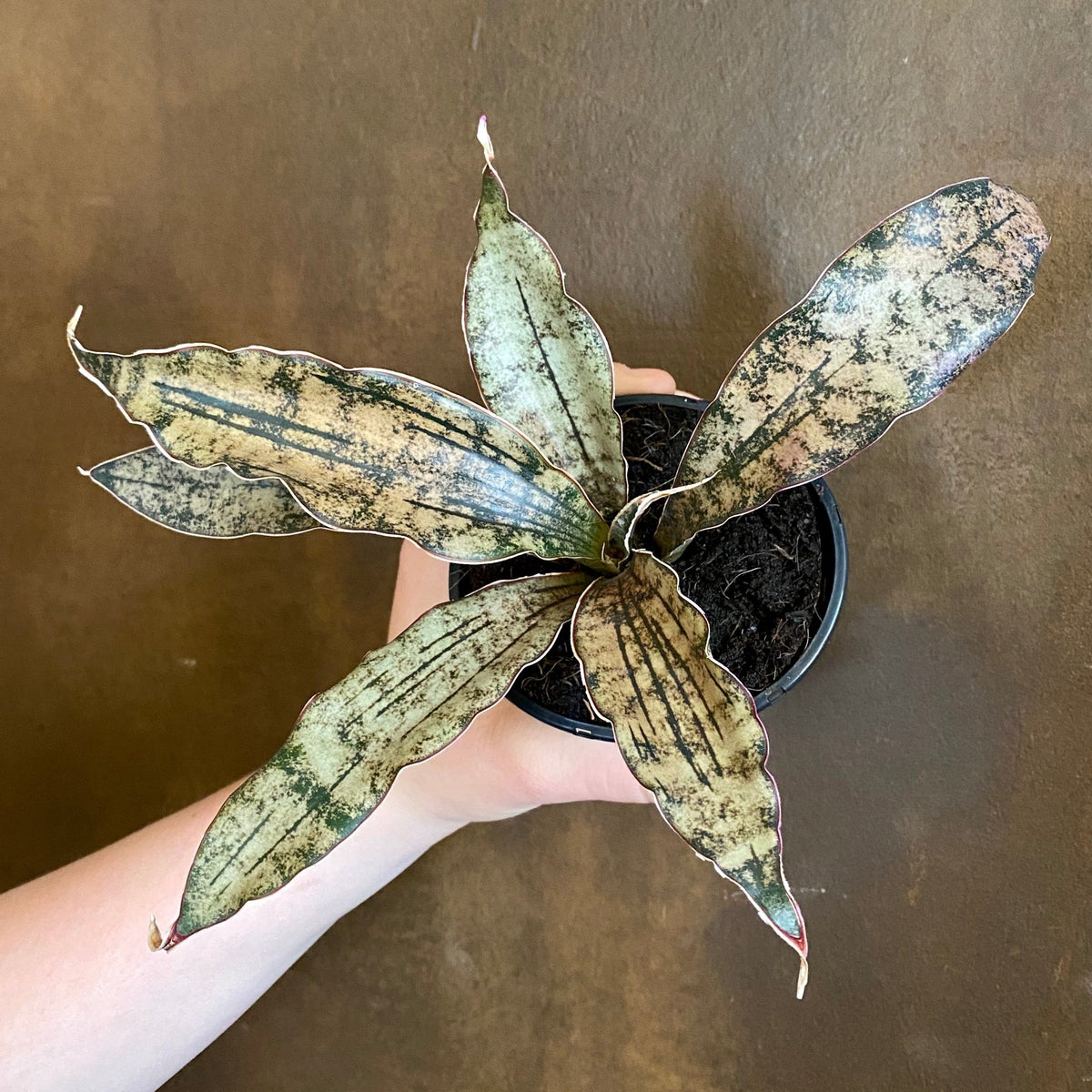 Sansevieria 'Star Canyon Granite'