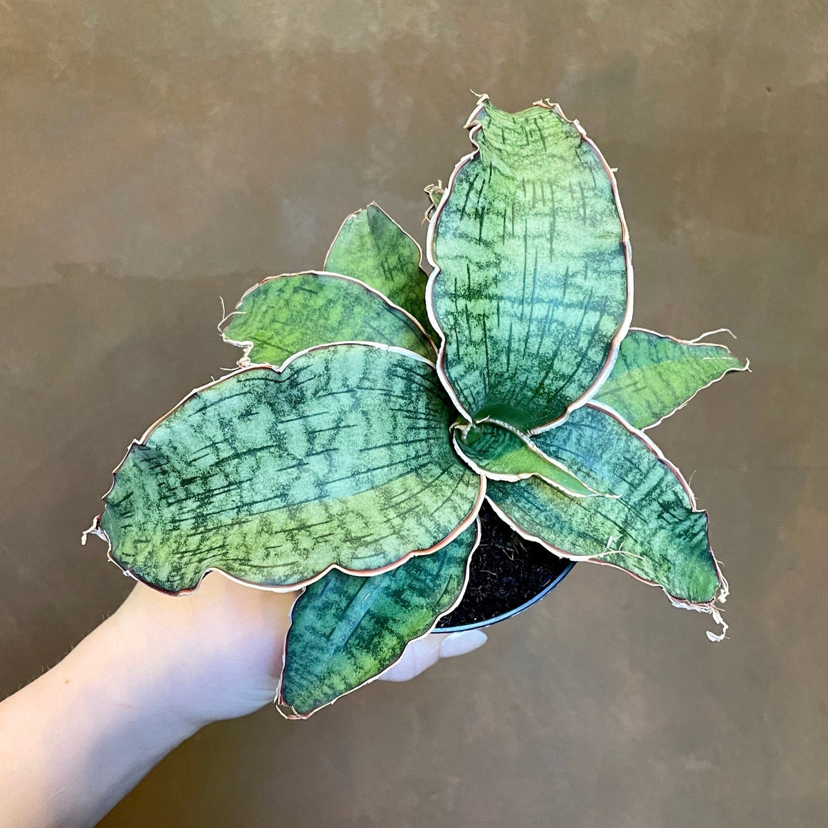 sansevieria kirkii star Sansevieria kirkii 'Silver Blue' (Star Green Granite)