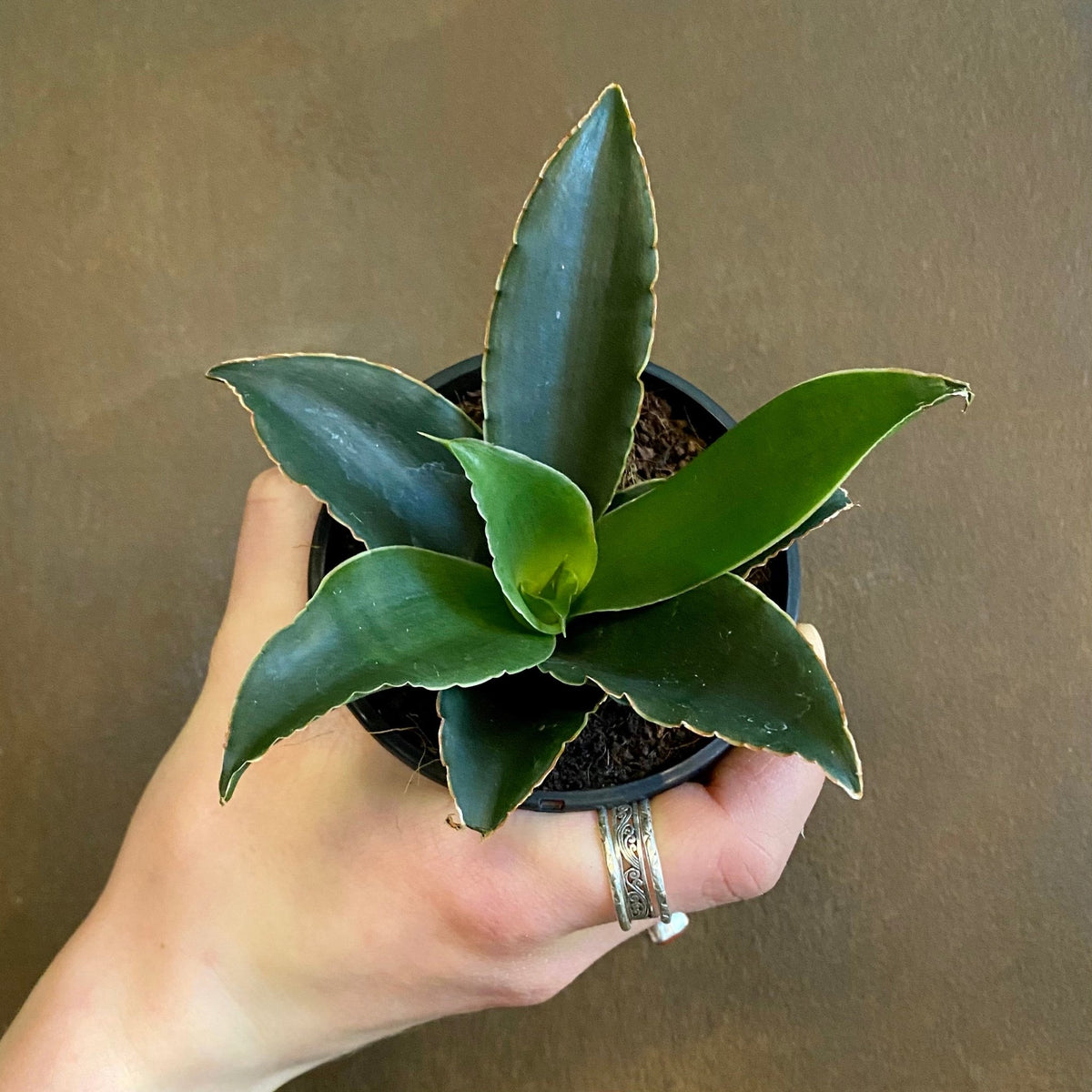 Sansevieria 'Star Rose'