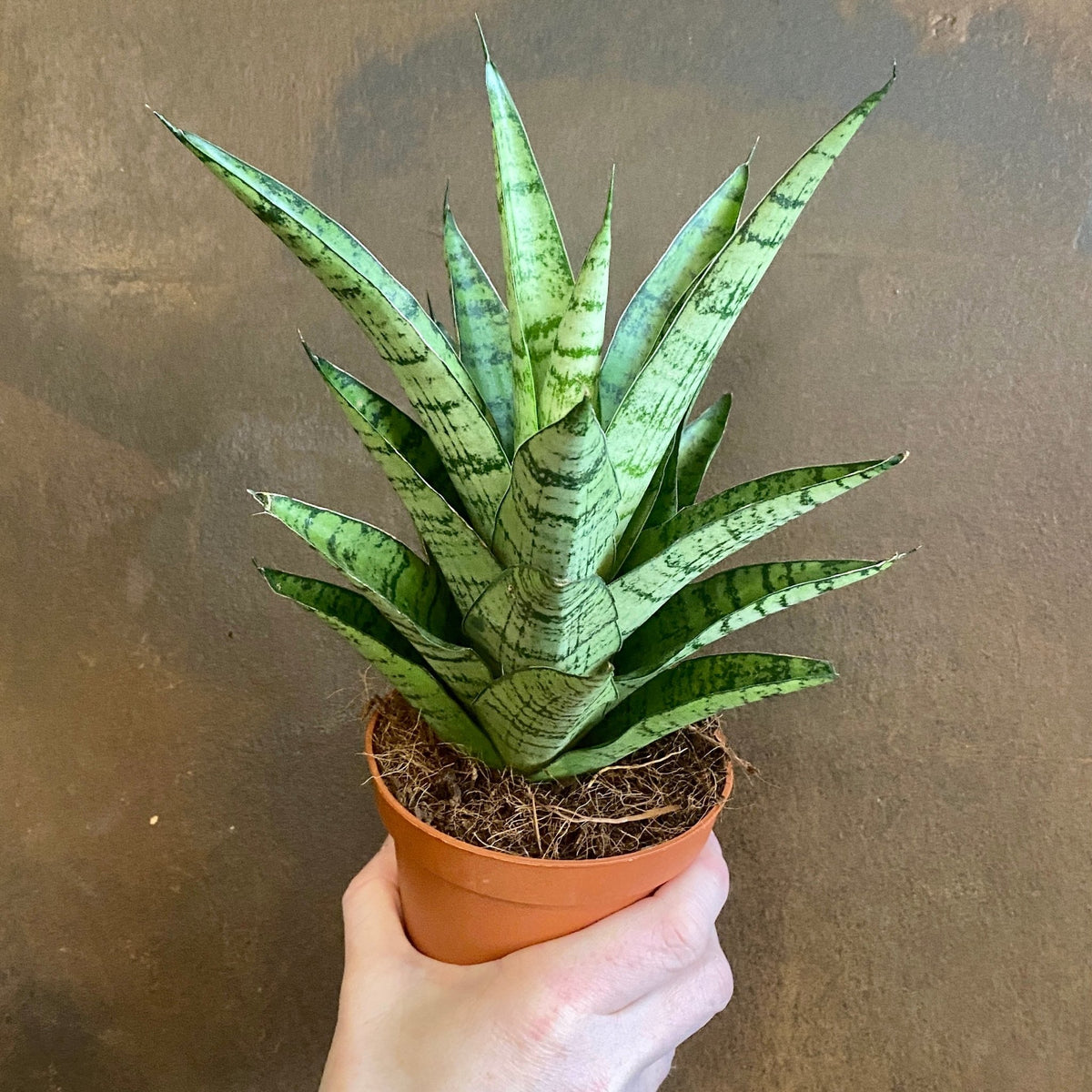 Sansevieria 'Tough Lady' | grow urban. Edinburgh
