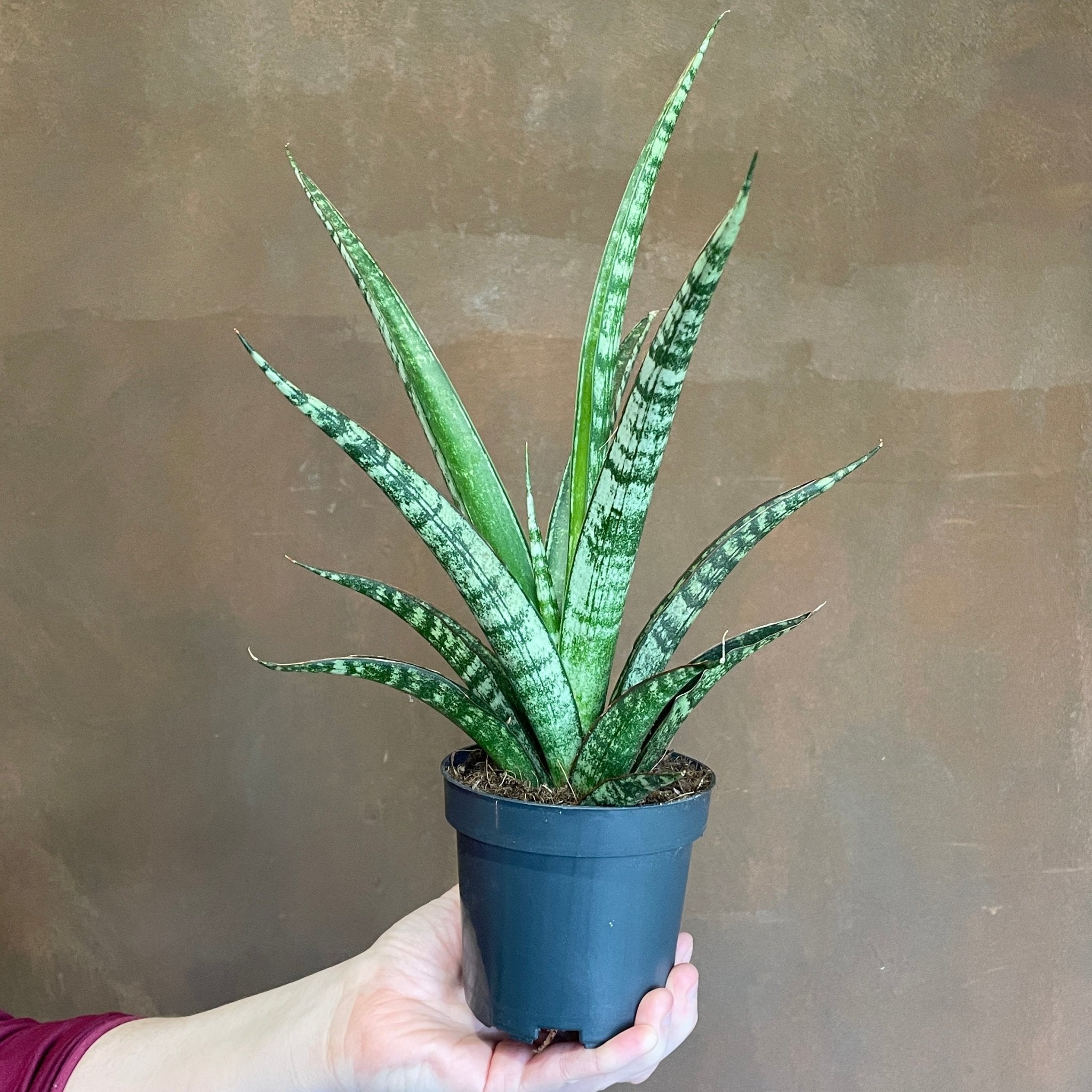 Sansevieria trifasciata 'Megan' | grow urban. Edinburgh