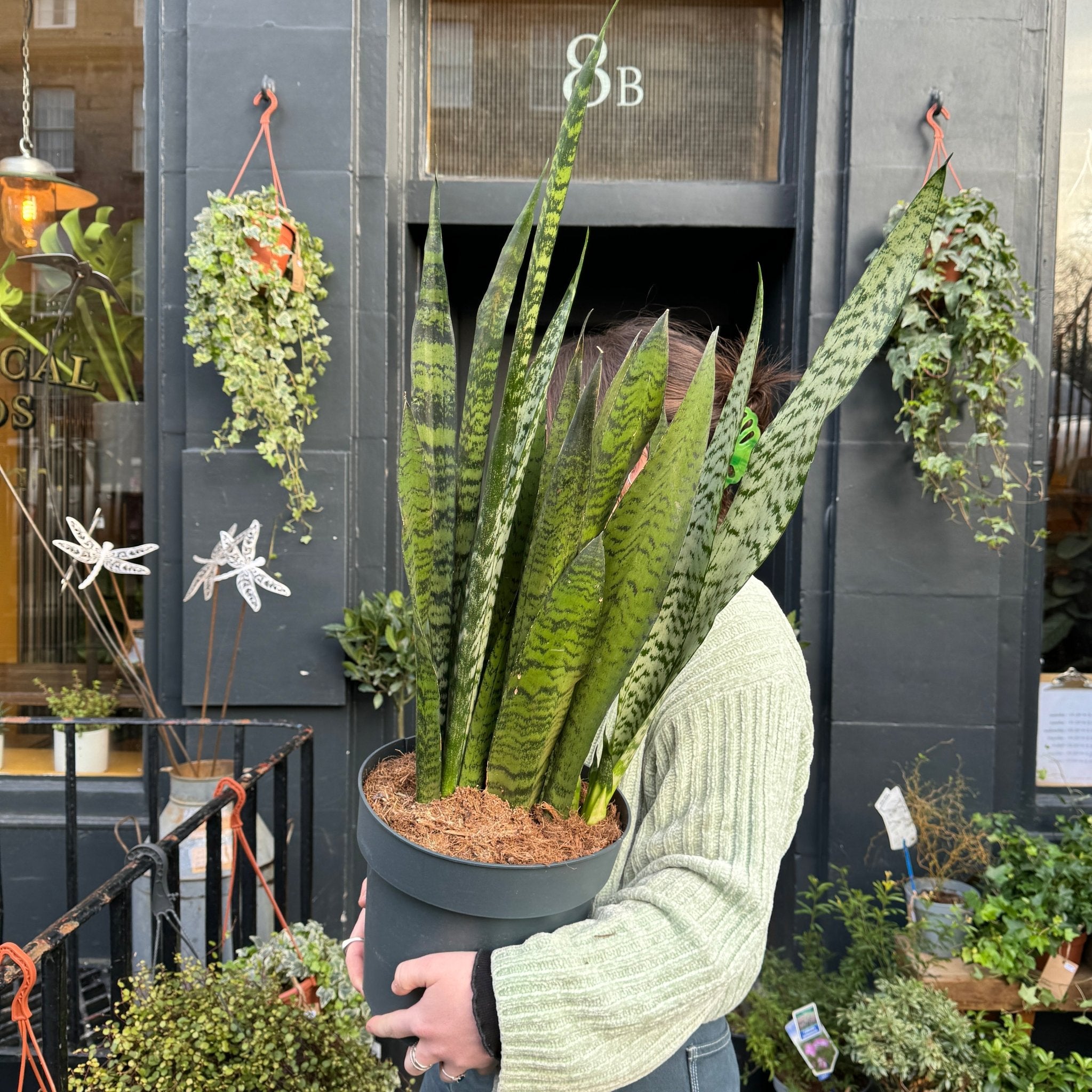 Sansevieria zeylanica (24cm pot) - grow urban. UK