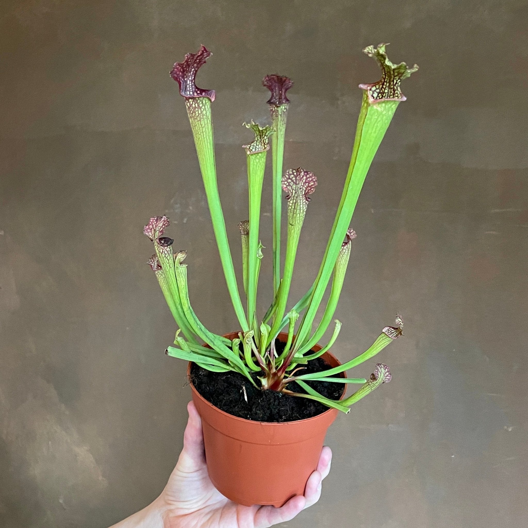 Sarracenia × readii 'Farnhamii' - grow urban. UK