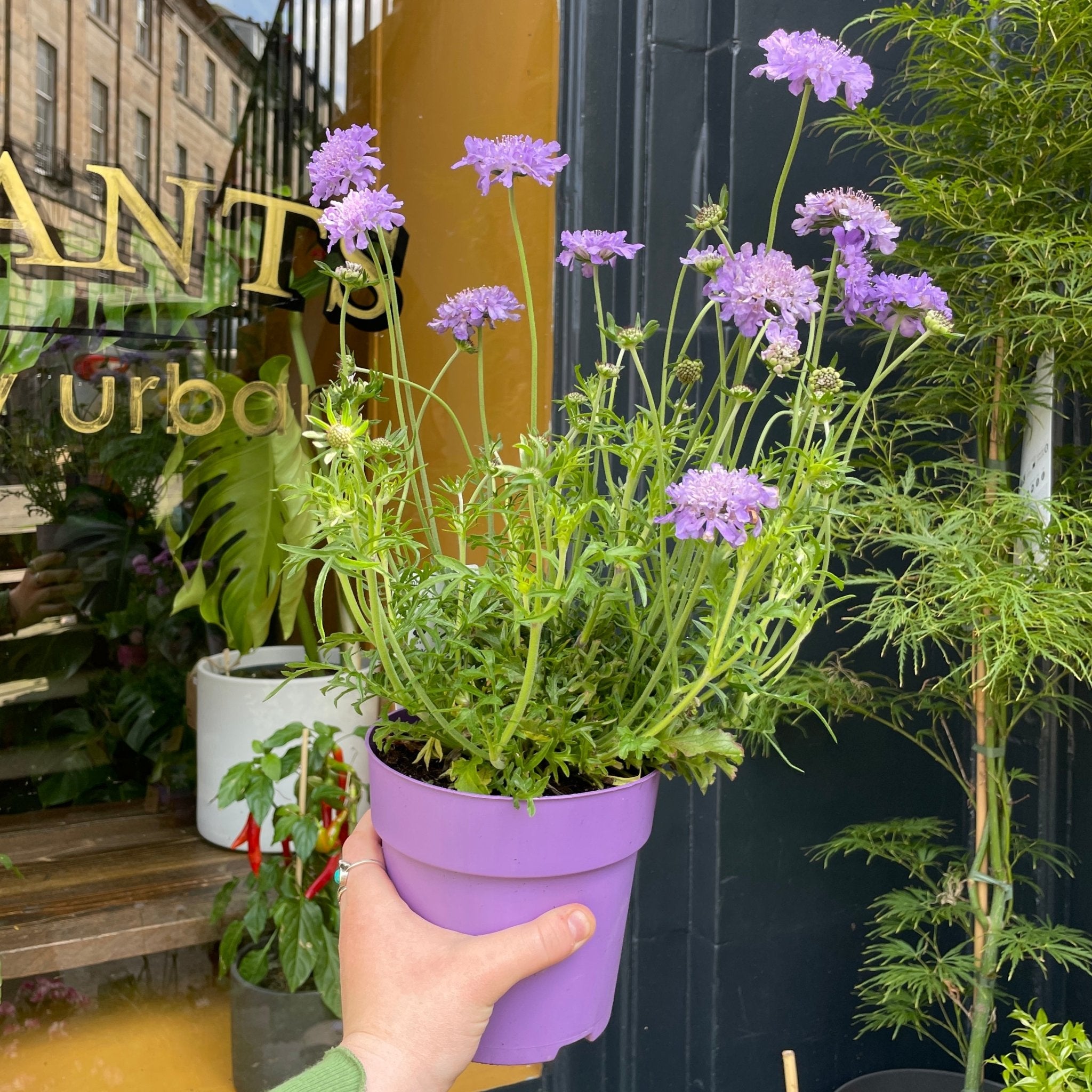 Scabiosa 'Butterfly Blue' - grow urban. UK