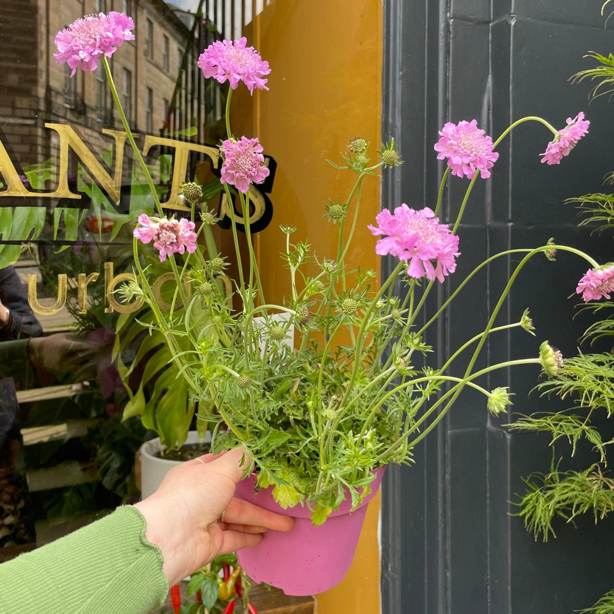 scabiosa pink mist plant Scabiosa 'Pink Mist' | Pincushion Flower