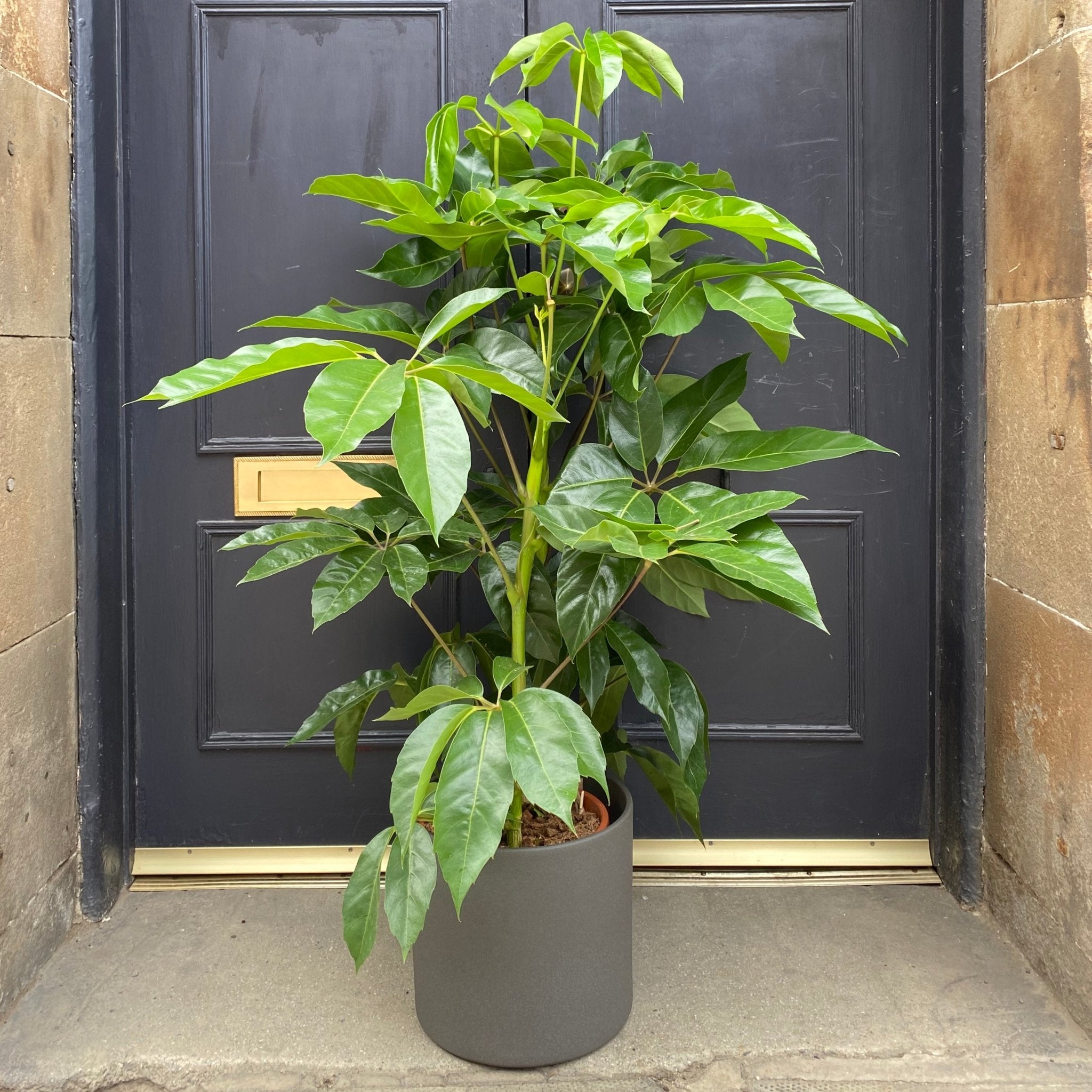 Schefflera ‘Amate’ (120cm) - grow urban. UK