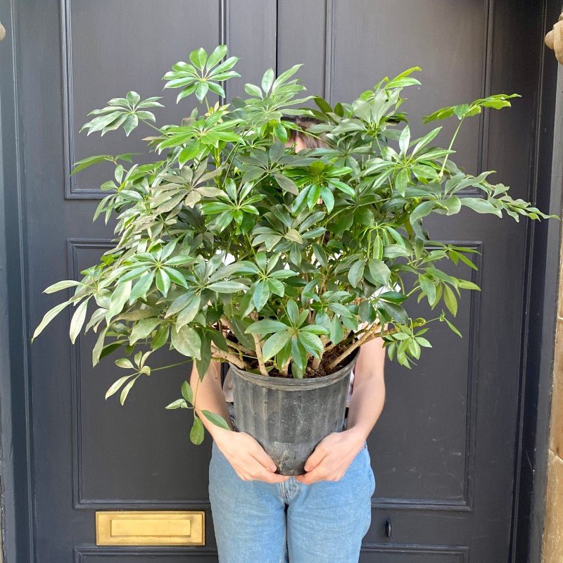 Schefflera ‘Compacta’ (24cm pot) - grow urban. UK