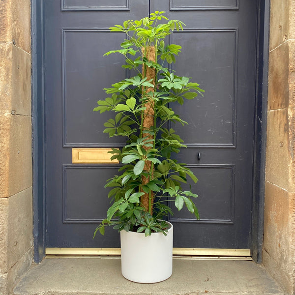 schefflera arboricola compacta houseplant on moss pole 80cm tall Schefflera 'Compacta' (24cm pot and moss pole)