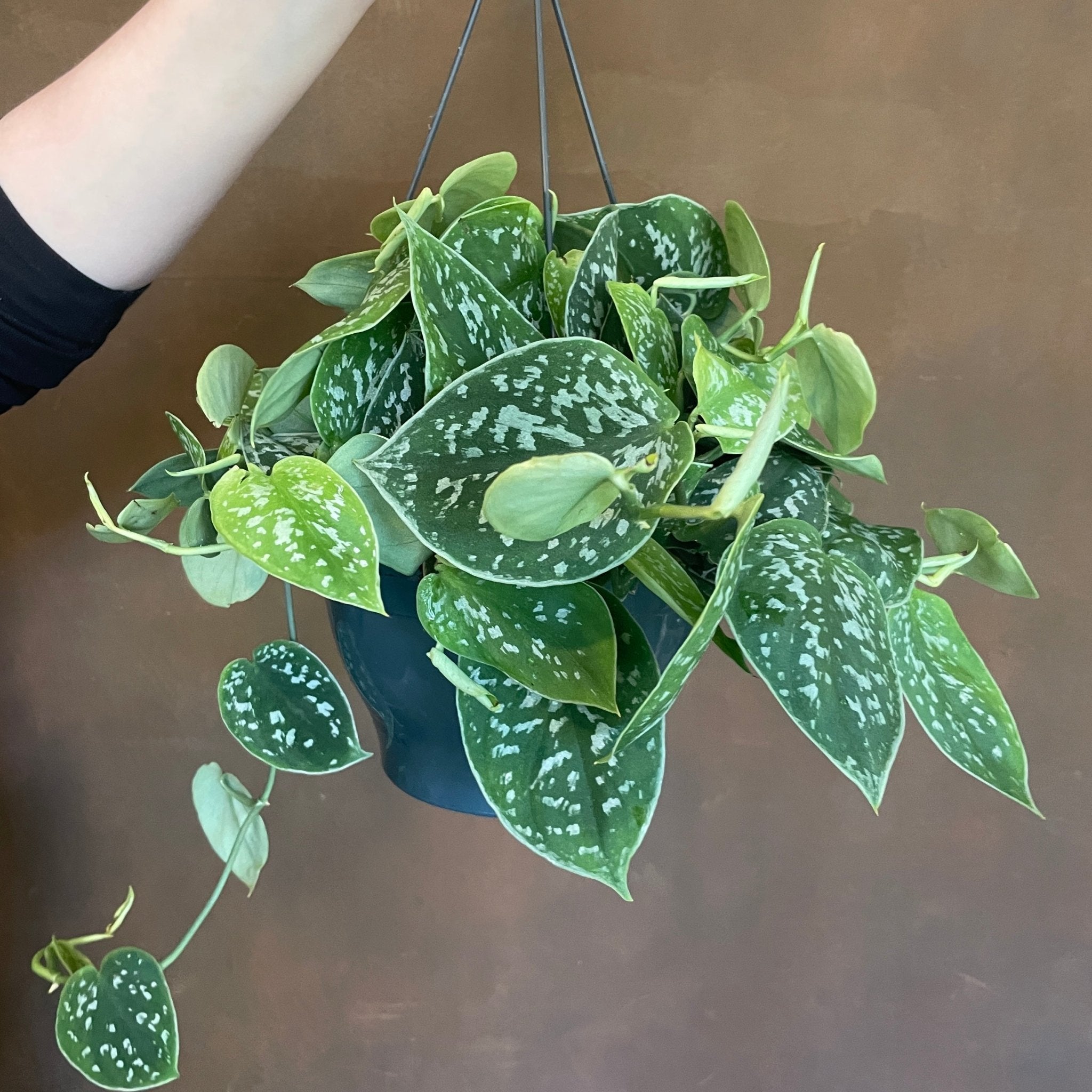 13+ Scindapsus Pictus Care Scindapsus pictus ‘Argyraeus’ | grow urban. Edinburgh