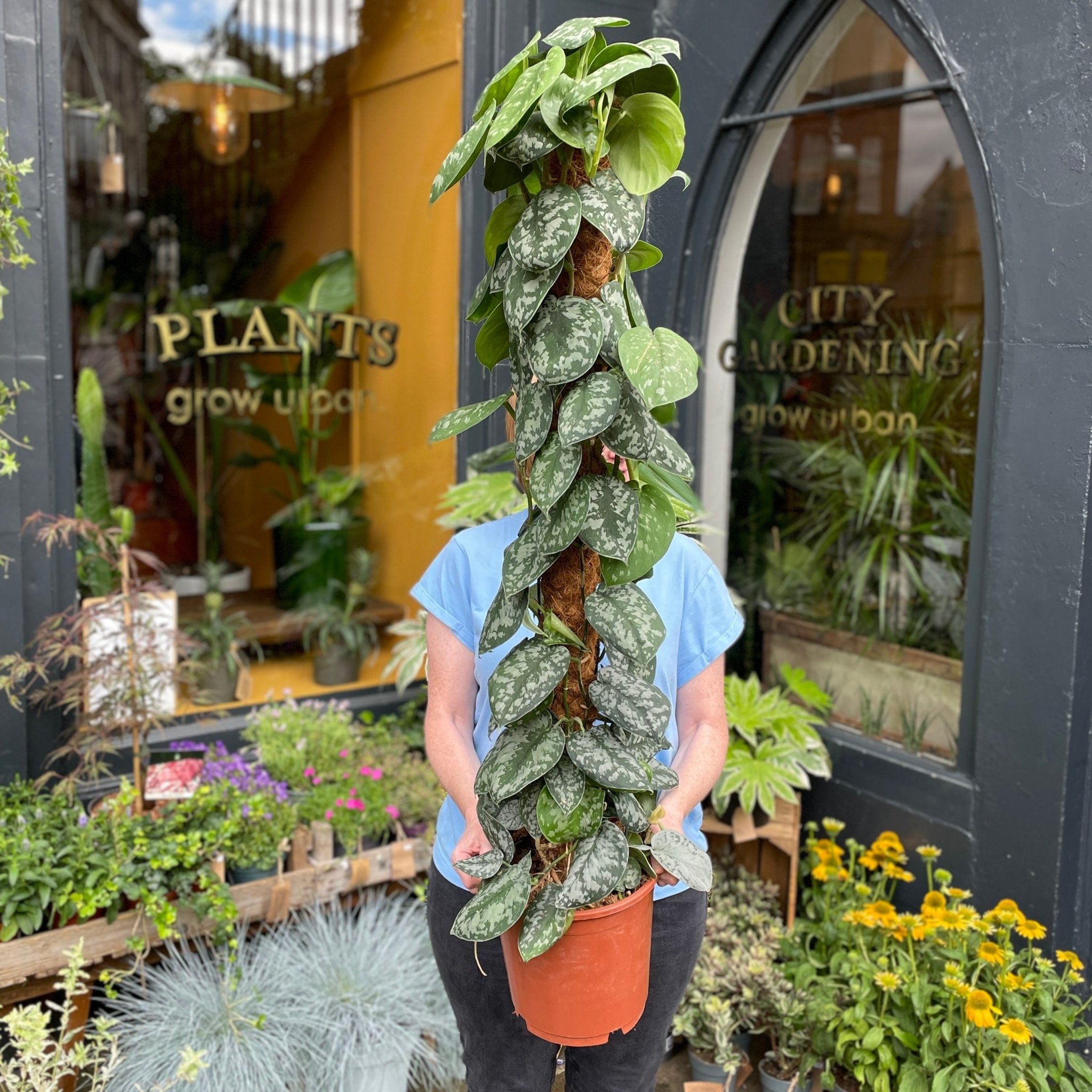 Scindapsus ‘Trebie’ (120cm) - grow urban. UK