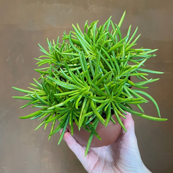 senecio himalaya plant Senecio 'Himalaya'