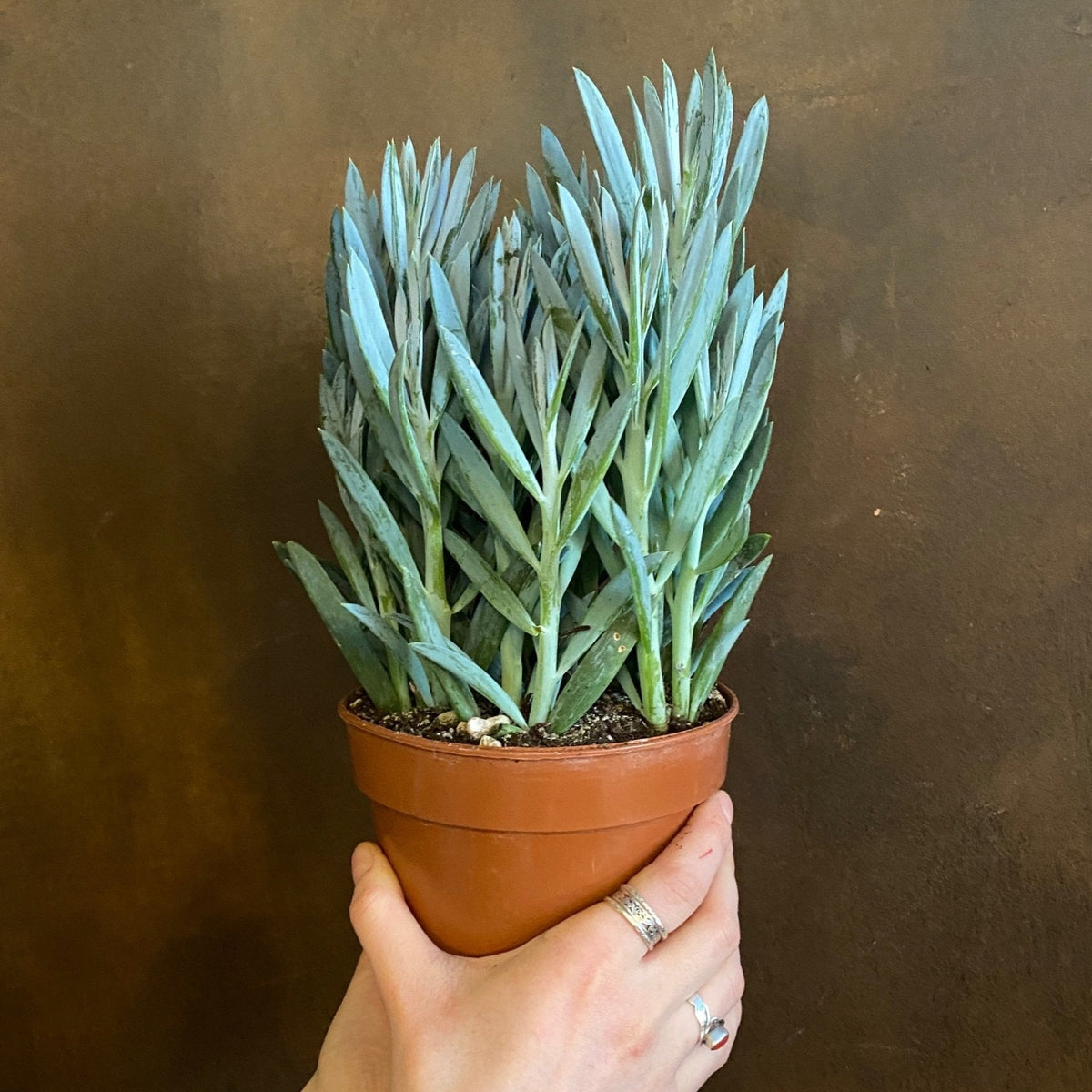 mount everest succulent Senecio 'Mount Everest'