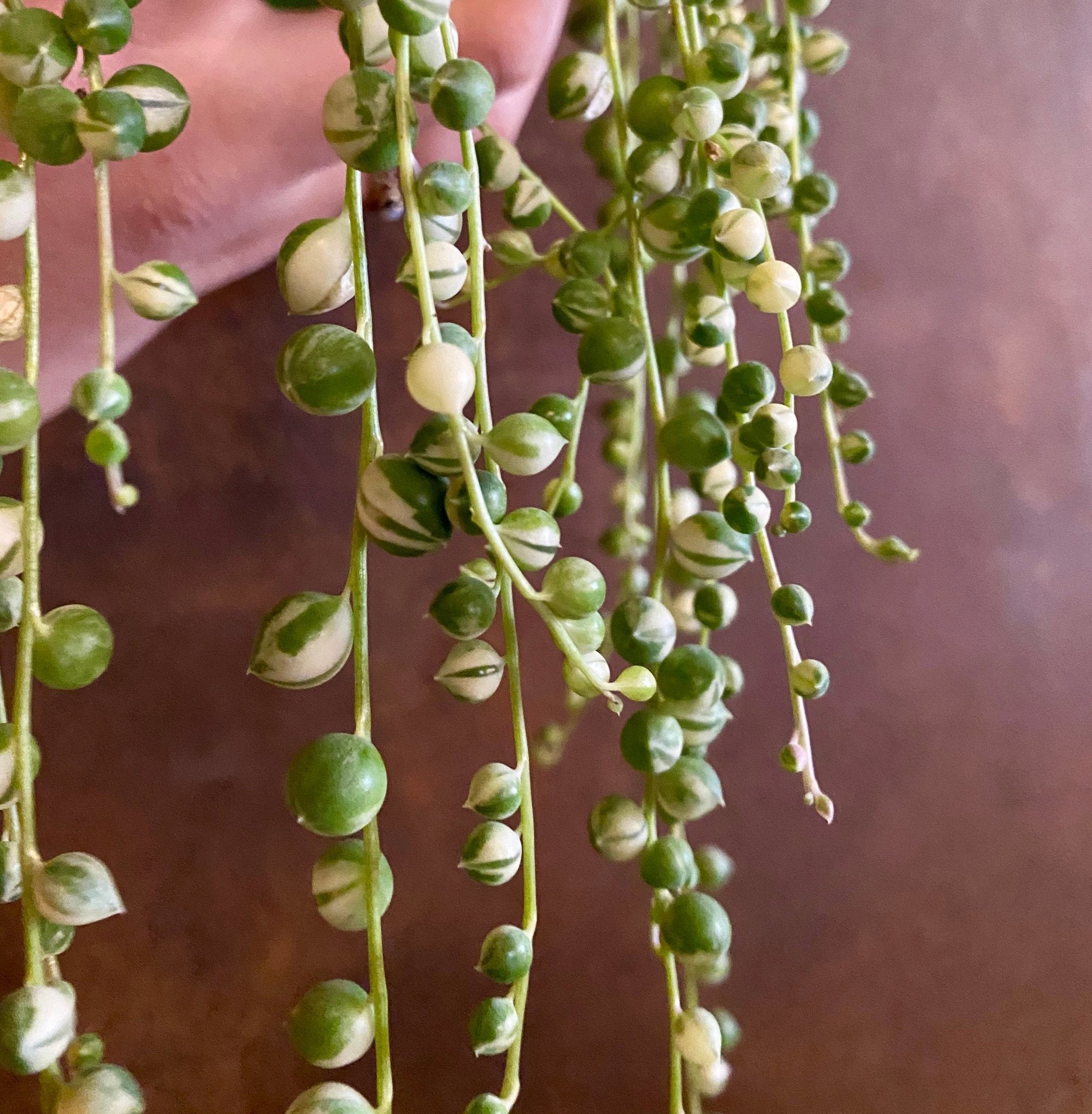 Senecio rowleyanus ‘Variegata’ - grow urban. UK