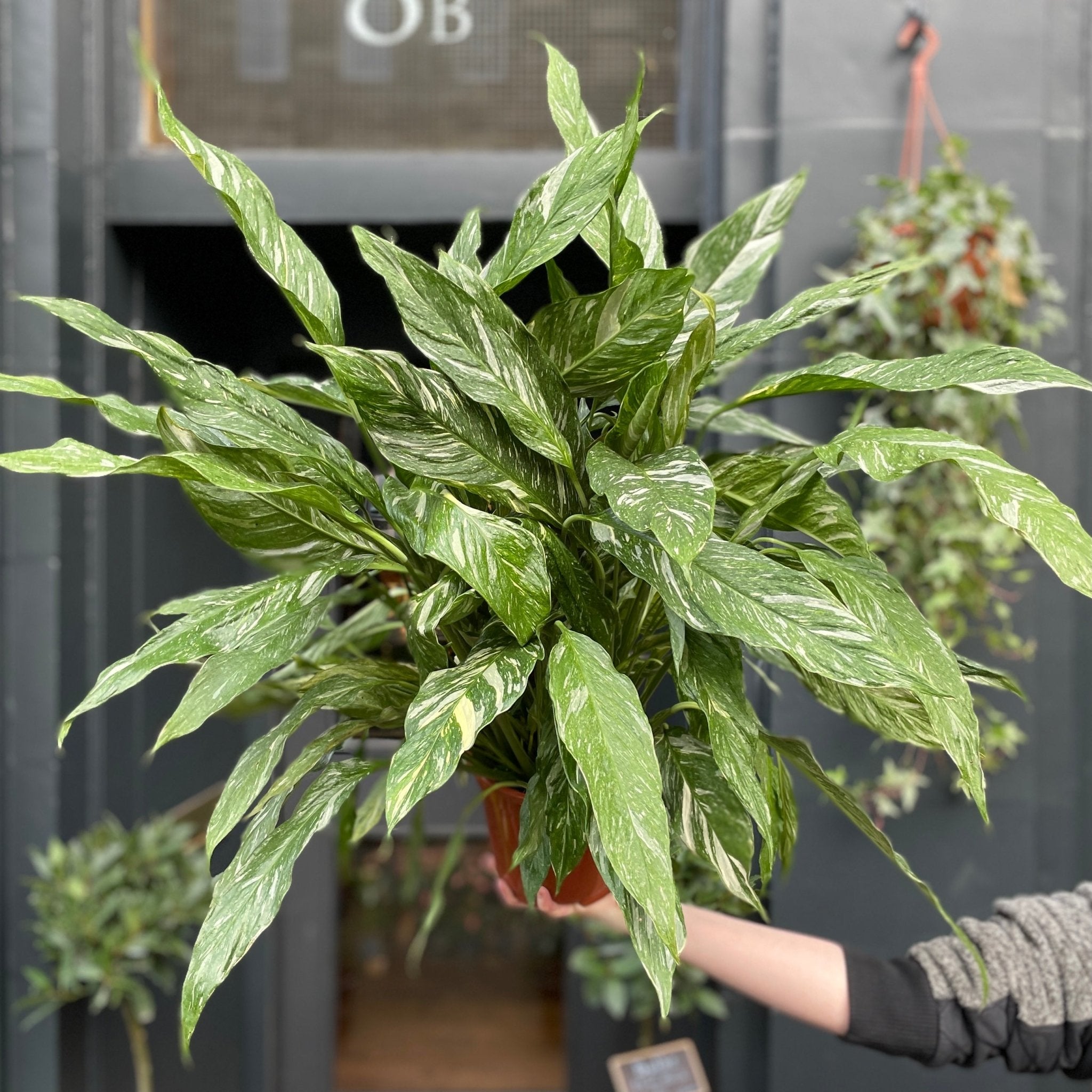 Spathiphyllum 'Diamond' (17cm pot) - grow urban. UK