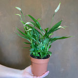 Spathiphyllum ‘Korto’ - grow urban. UK