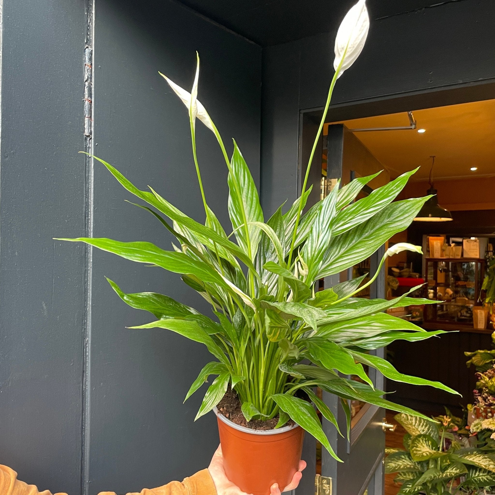 Spathiphyllum ‘Silver Cupido’ - grow urban. UK