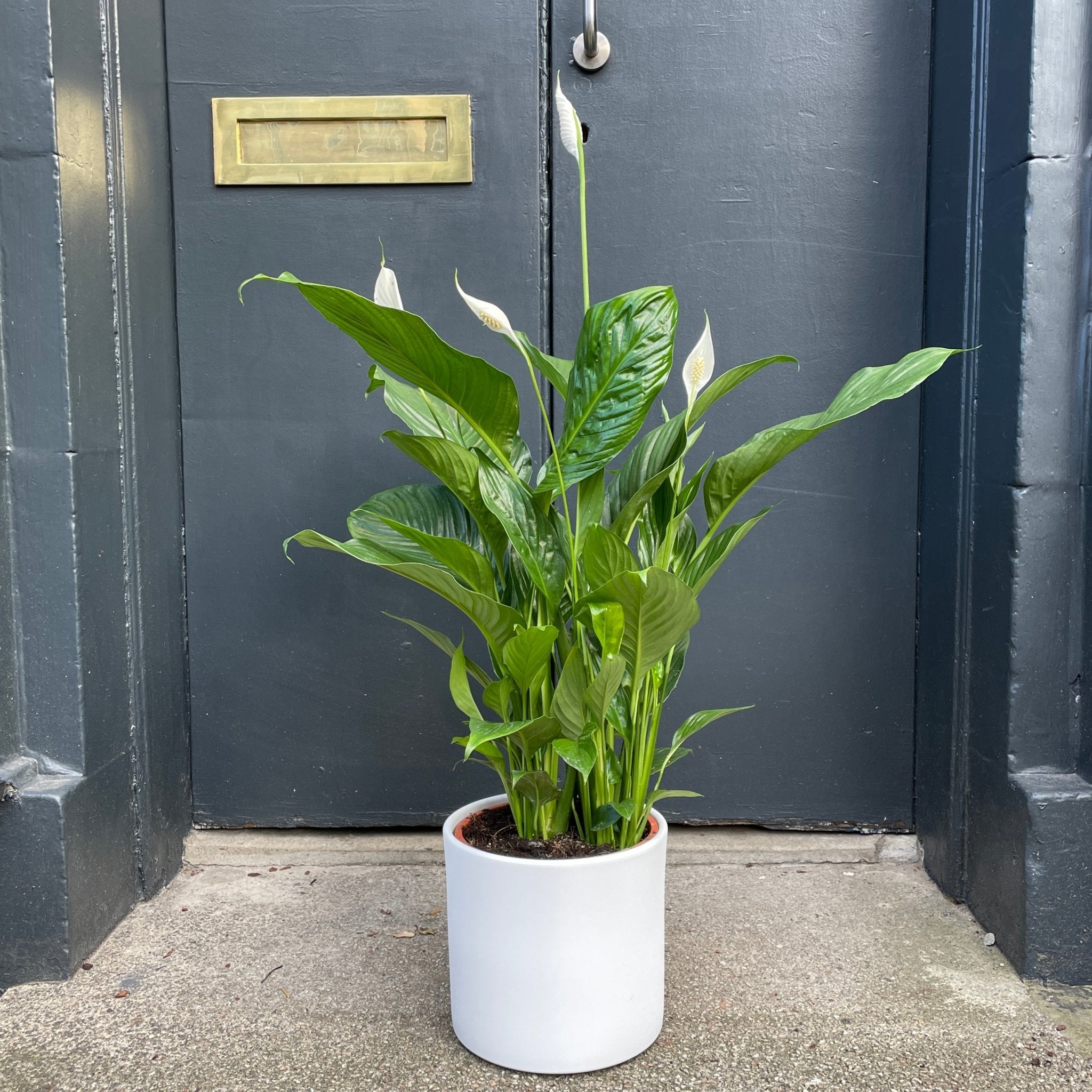 Spathiphyllum 'Sweet Lauretta' (21cm pot) - grow urban. UK