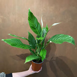 Spathiphyllum ‘Sweet Silvio’ - grow urban. UK