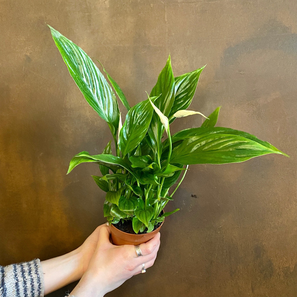 peace lily torelli Spathiphyllum 'Torelli'