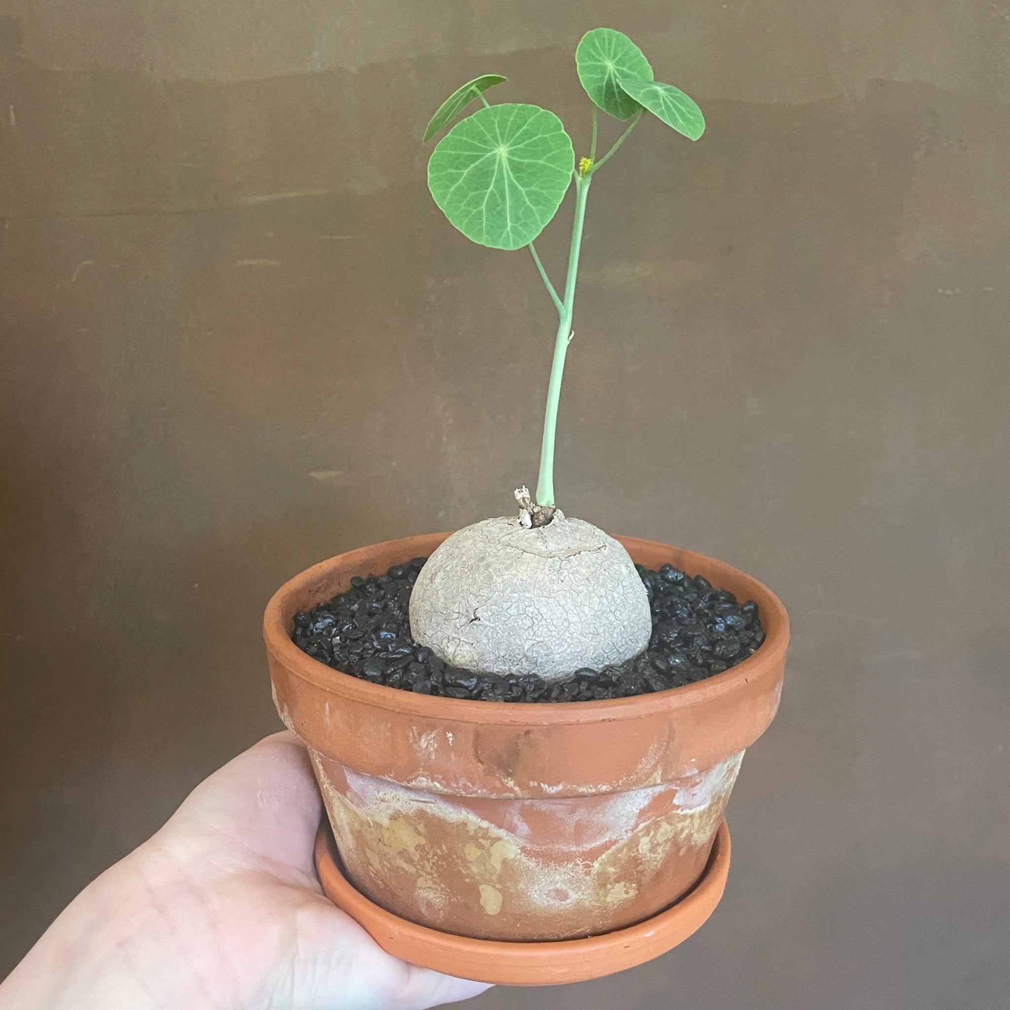 Stephania erecta (in terracotta pot) - grow urban. UK